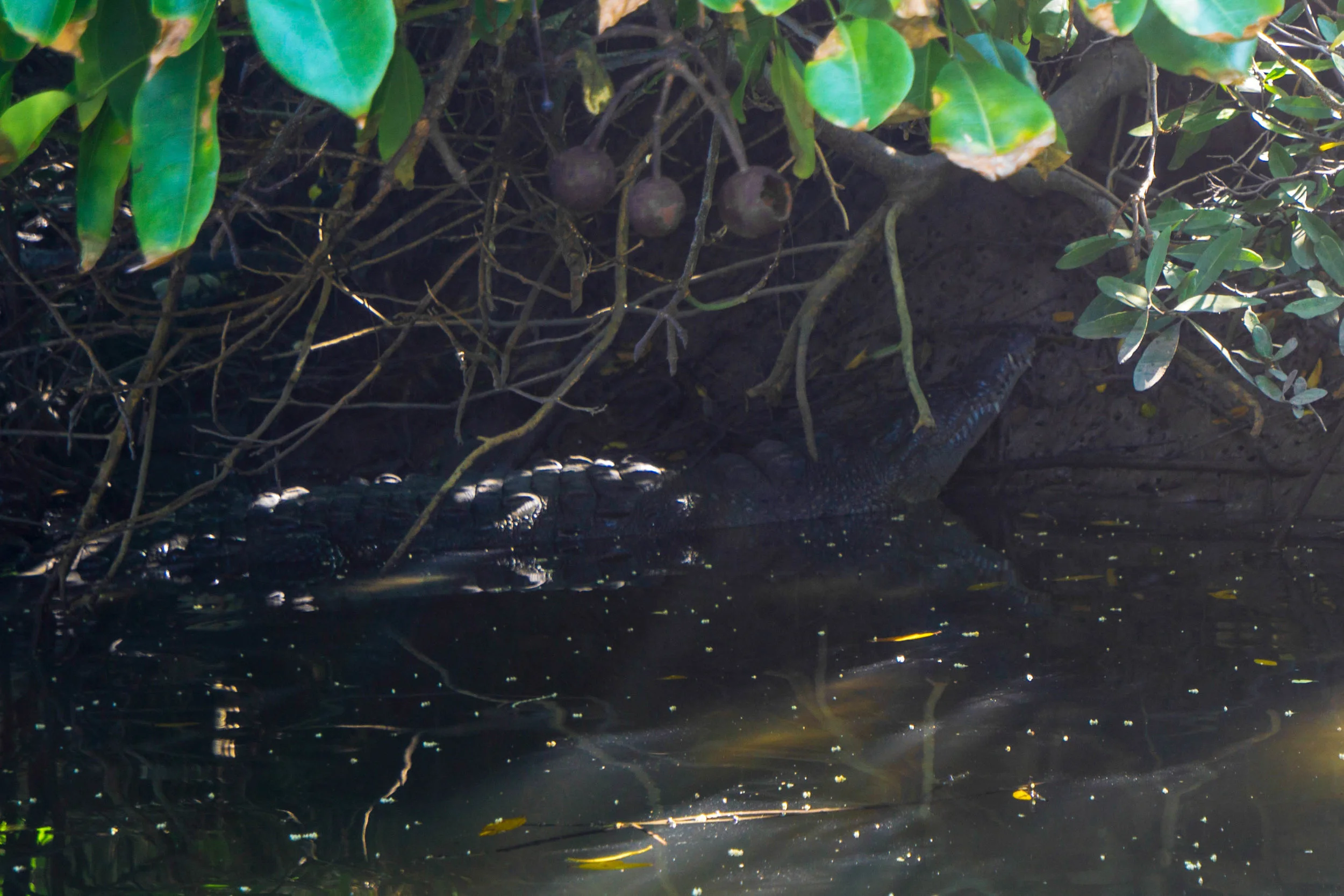 We even spotted a few of those illusive crocodiles! And they were huge!