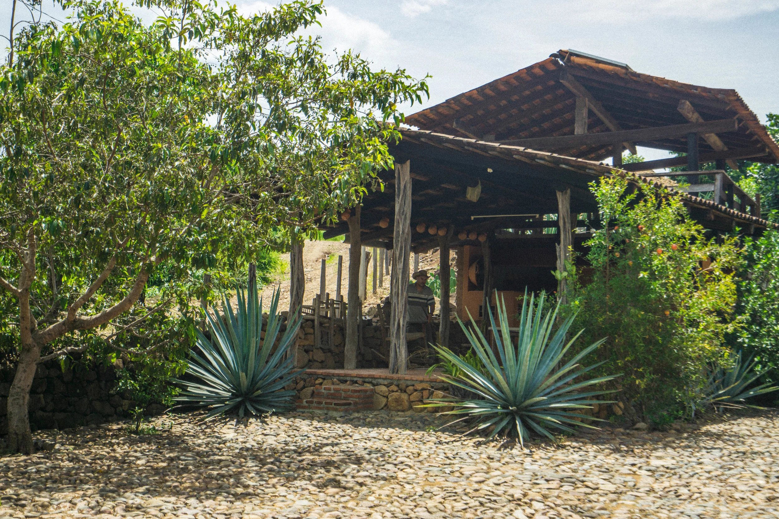 The agave plants are grown for 3 years before harvesting, no exception. This, along with their filtration process, enables a fuller taste &amp; removes the notorious stomach upsetting qualities.