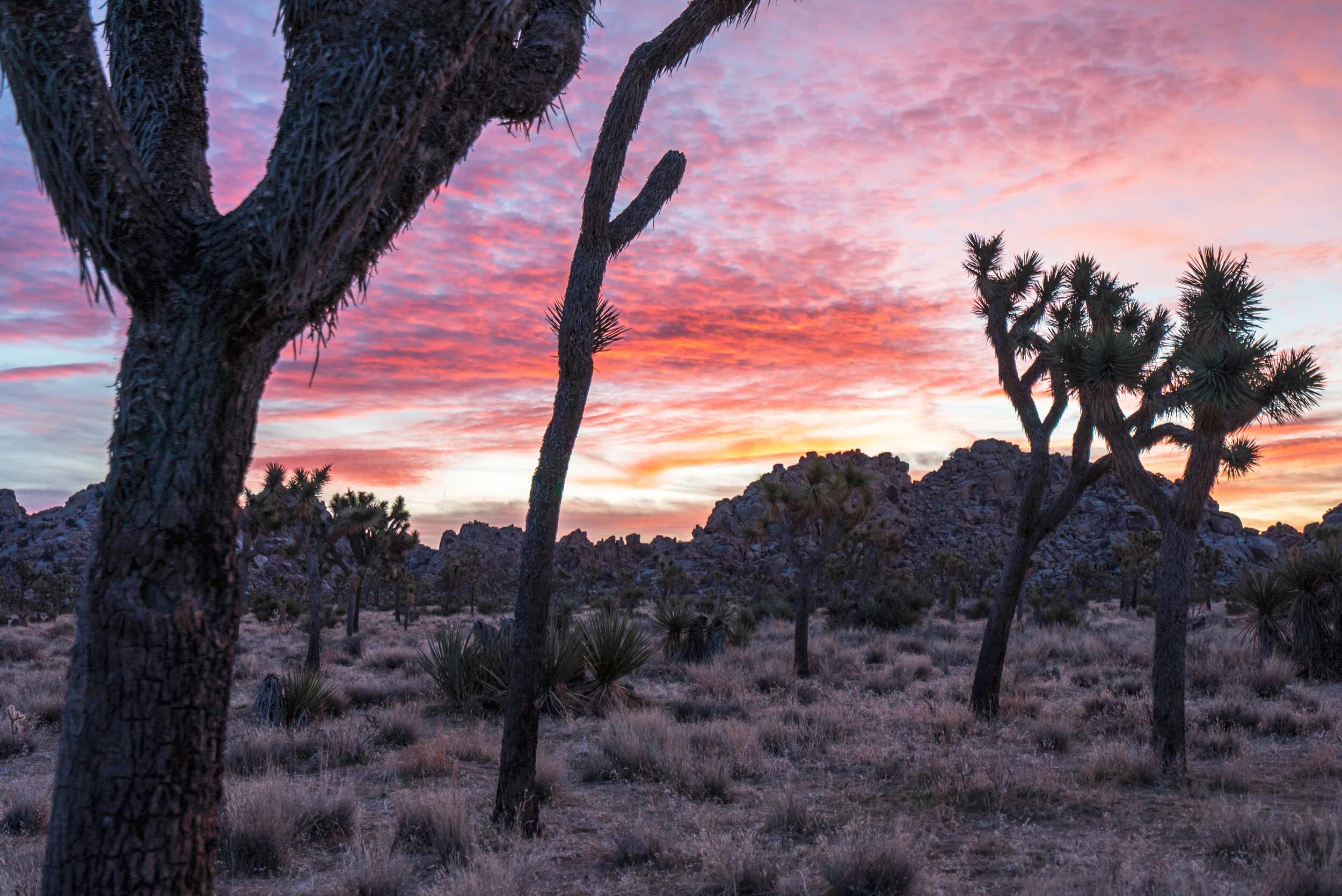 Starry skies gave way to a sherbert sunrise, enticing us to at least momentarily abandon the warmth of our sleeping quarters. 