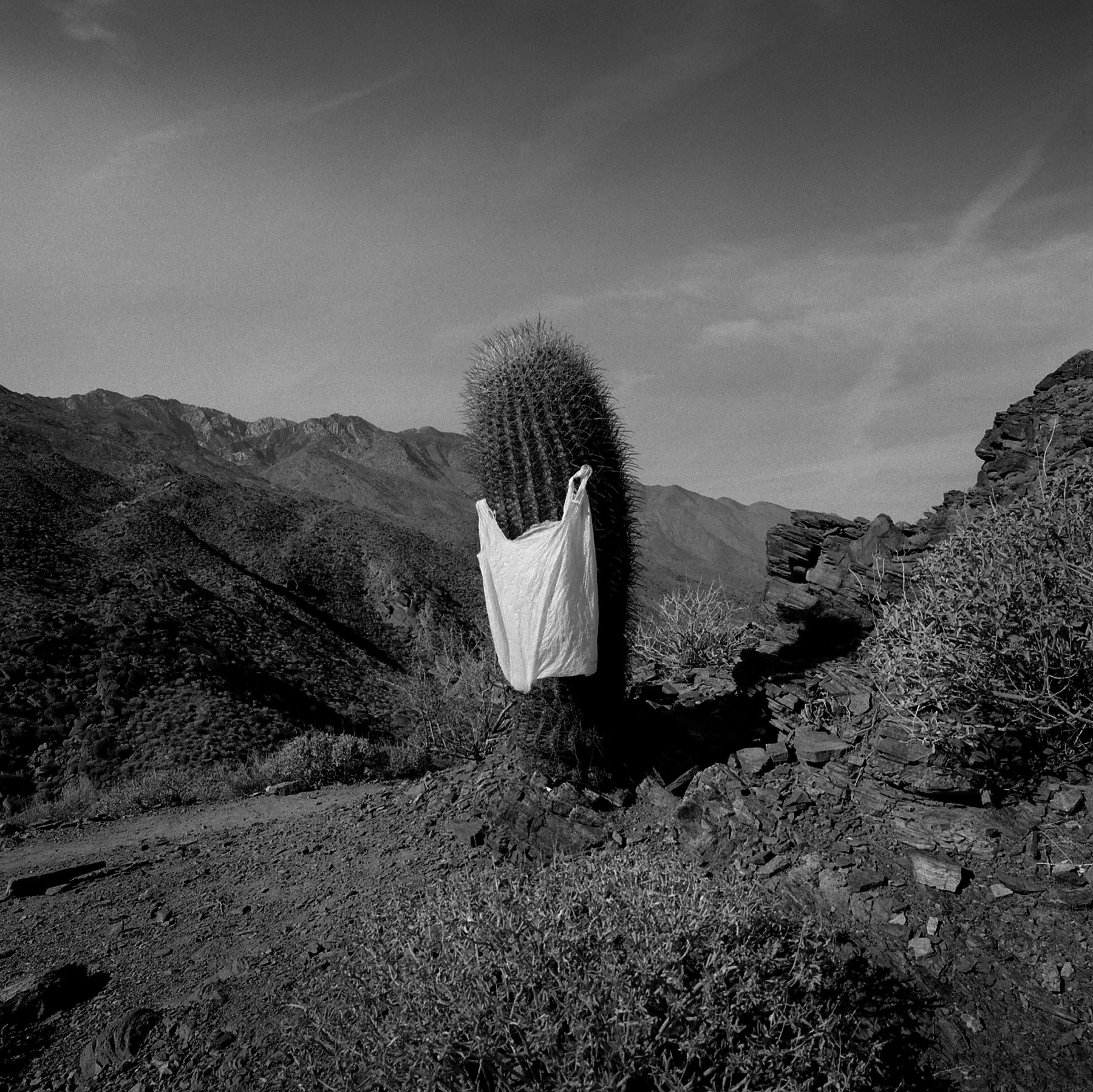 HOLGA66.jpg