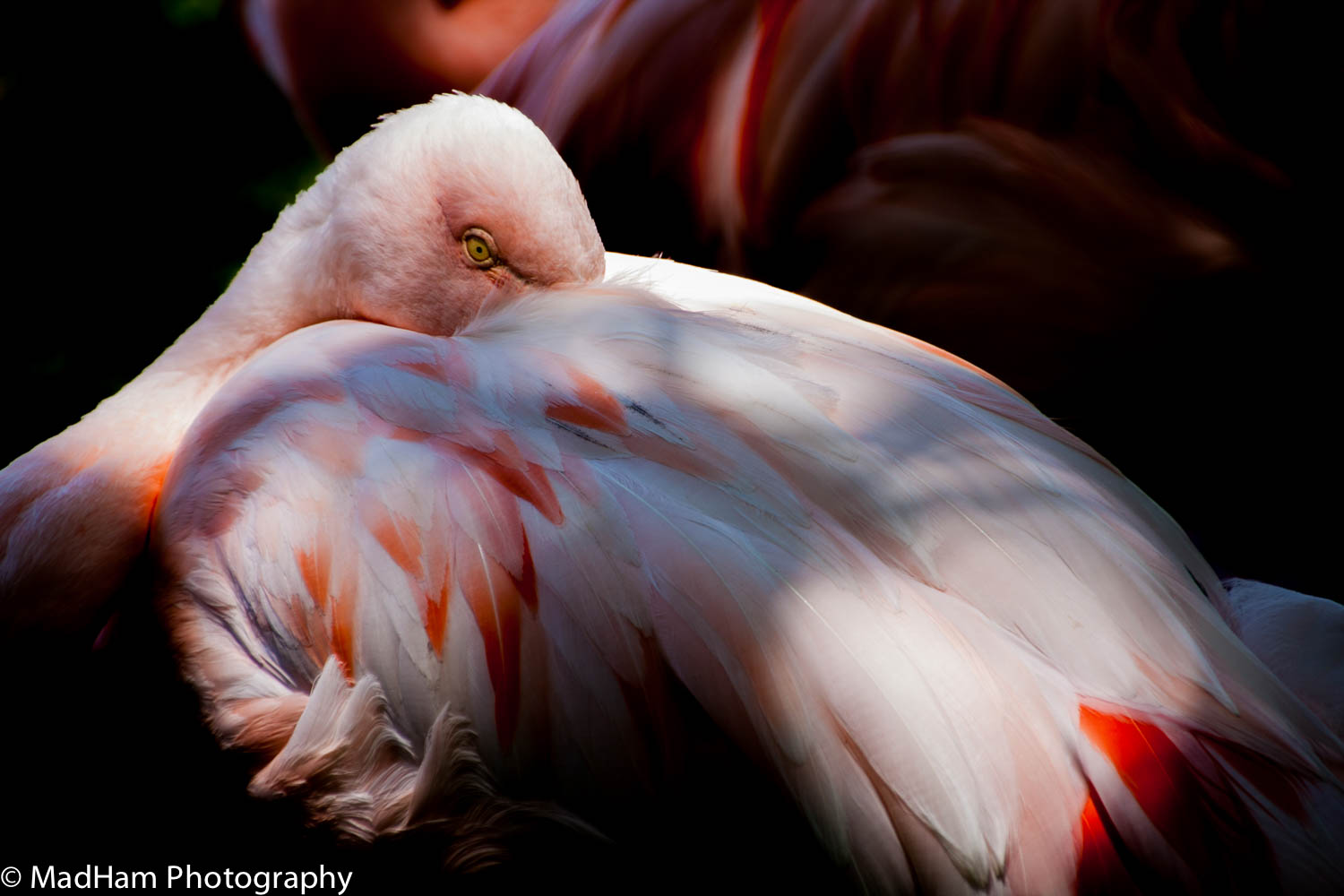 One Flamingo