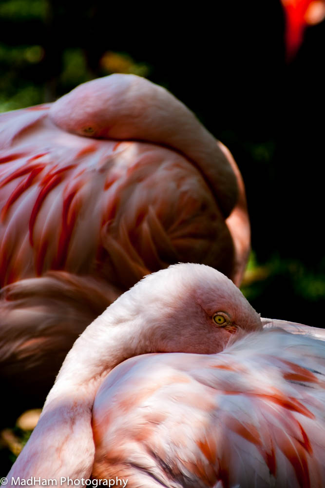 Two Flamingos