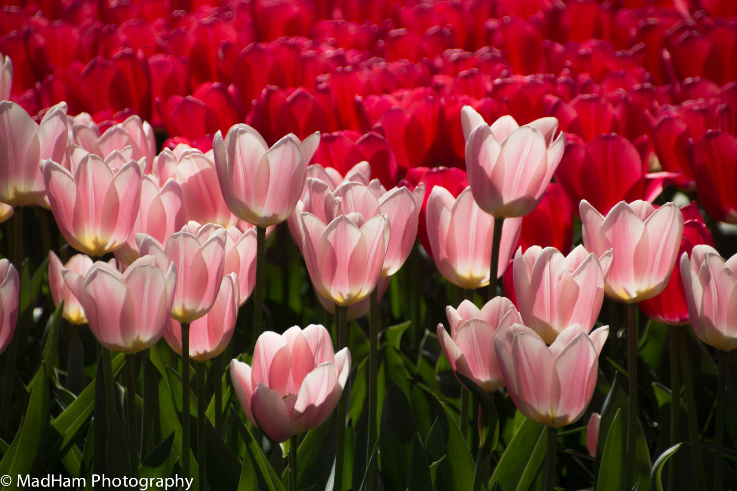 Pink Tulips, Red Background
