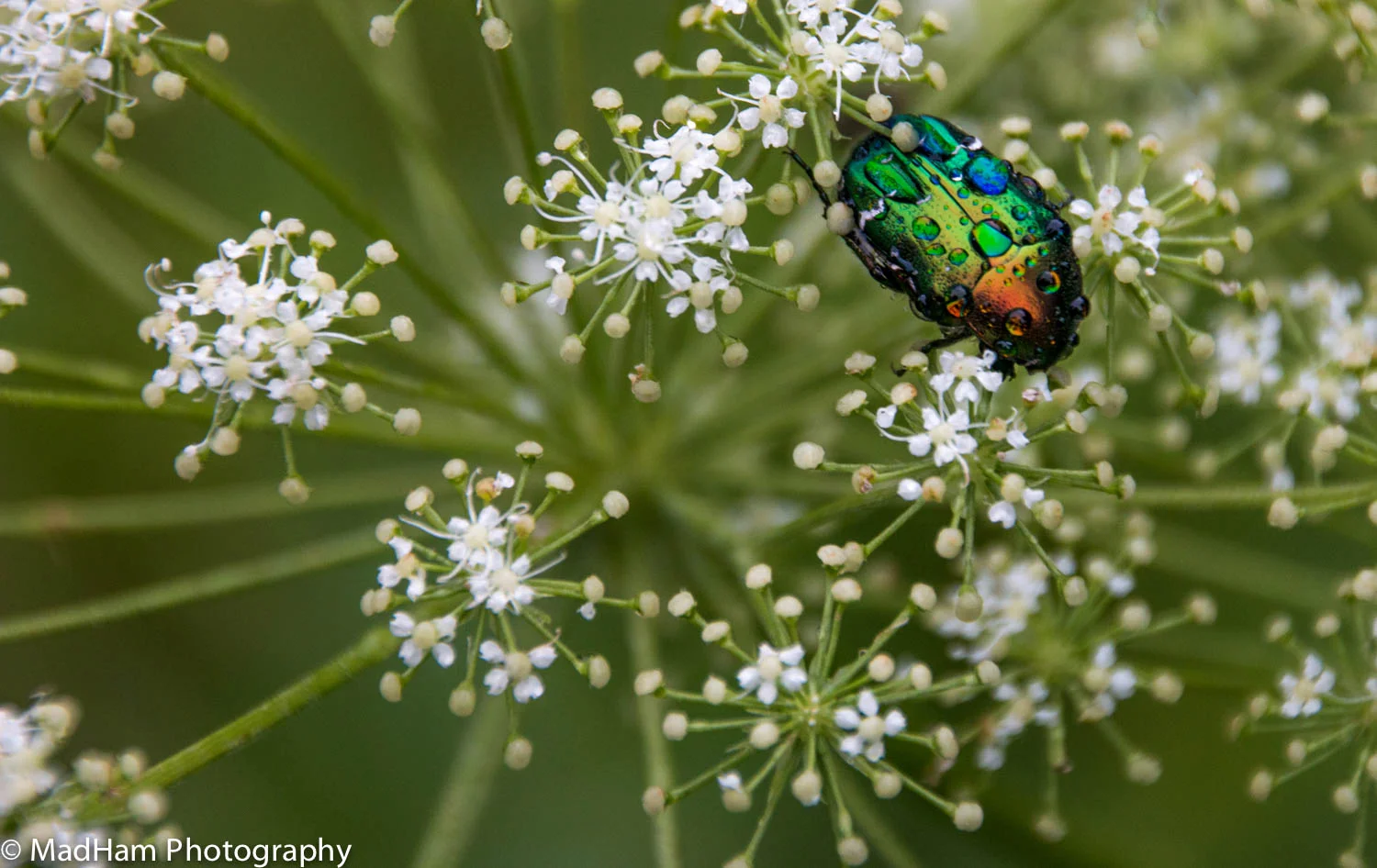 Rainbow Beetle