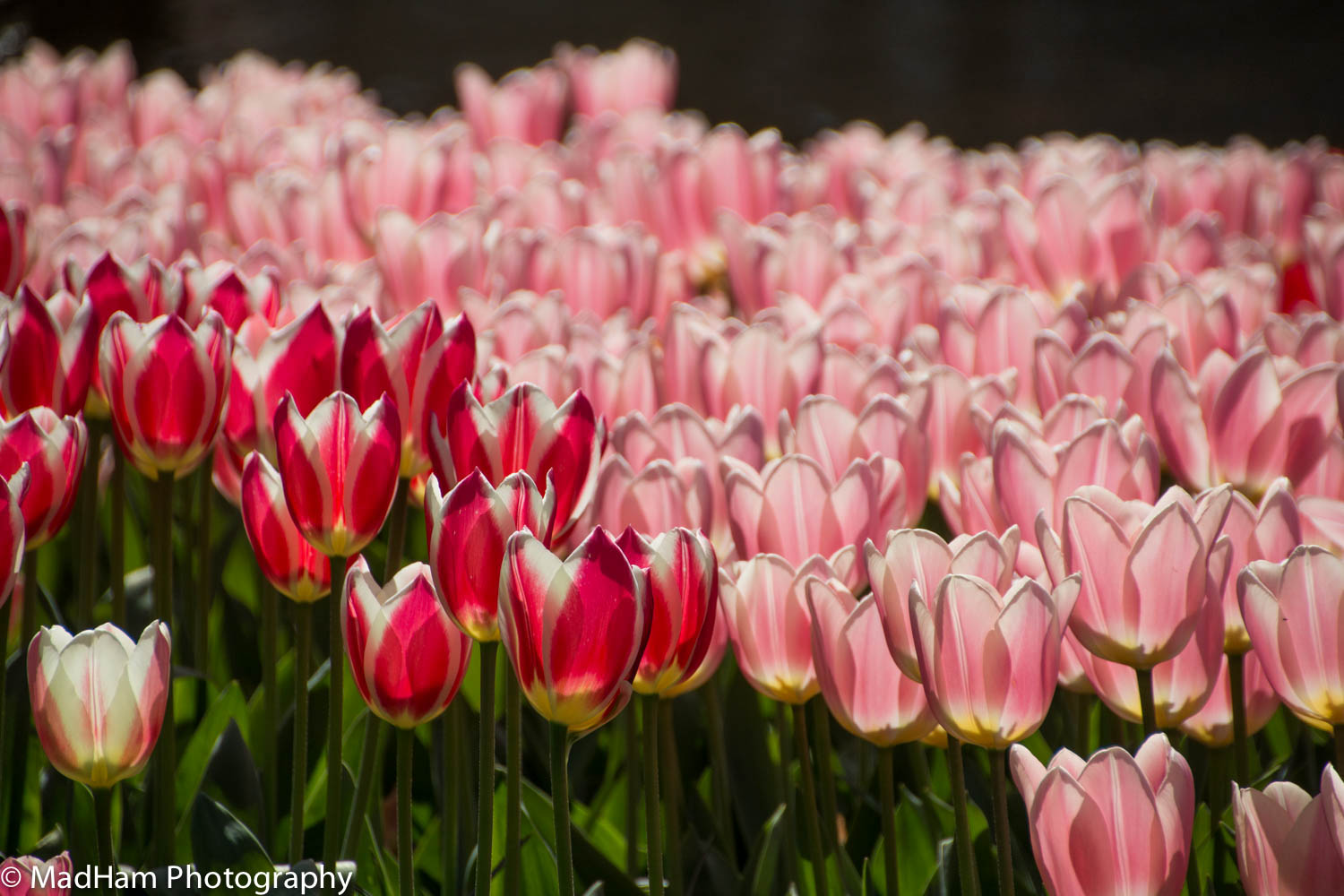 Red Tulips, Pink Background