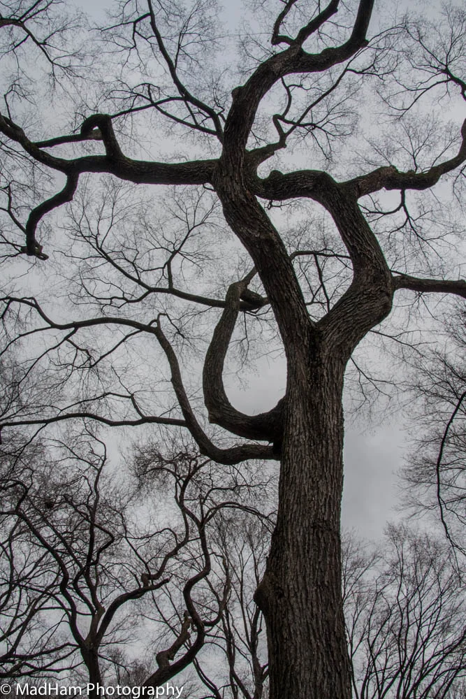 Twisted Trees