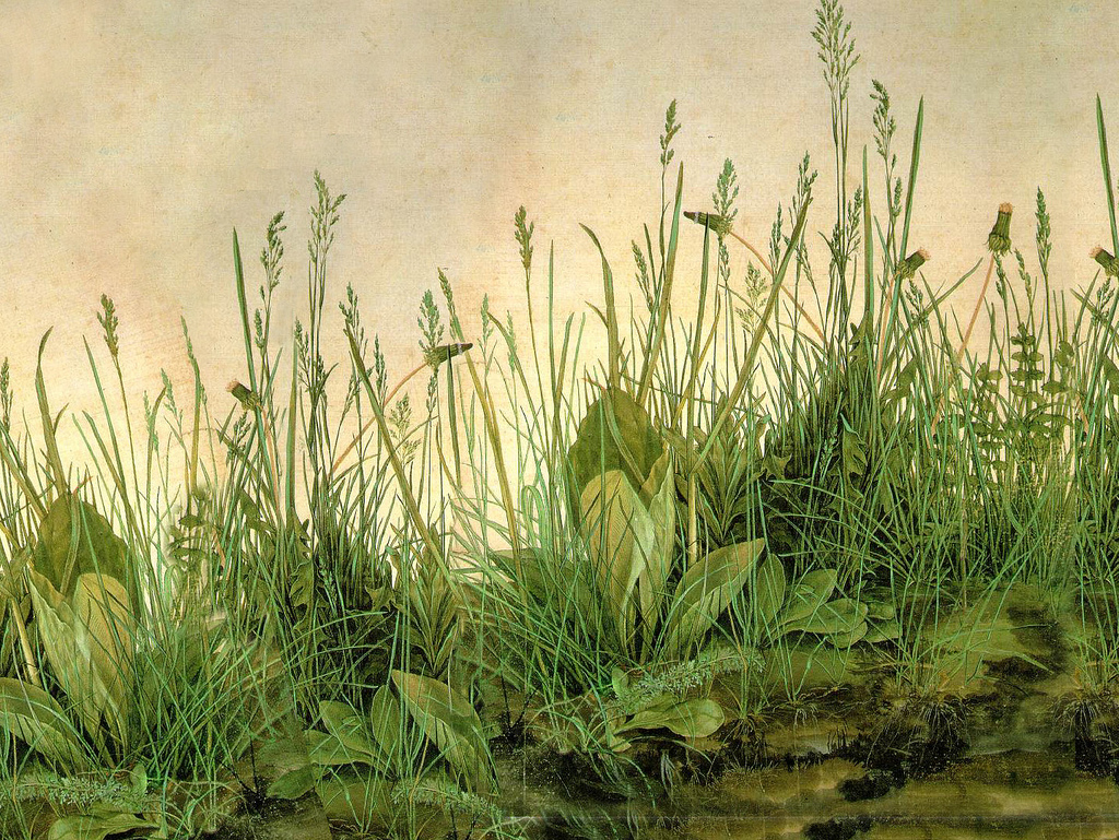 durergrass.jpg