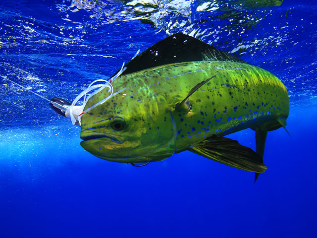 mahimahi.jpg