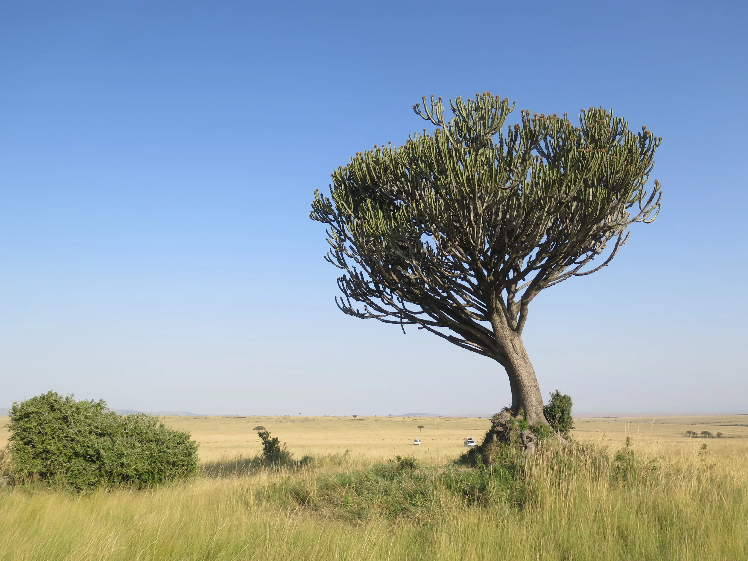 Masai Mara, Kenya