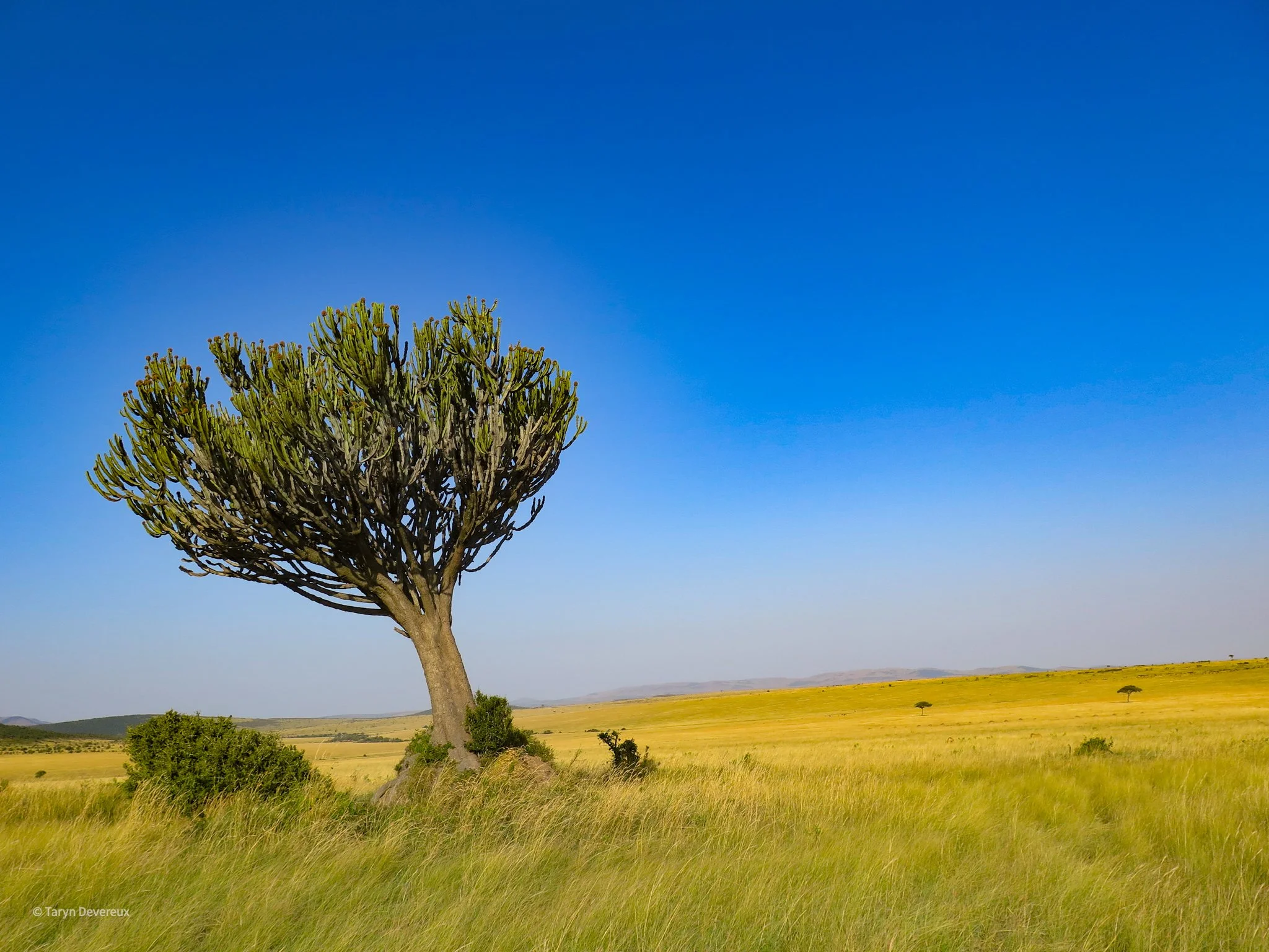 Masai Mara, Kenya (Digital)