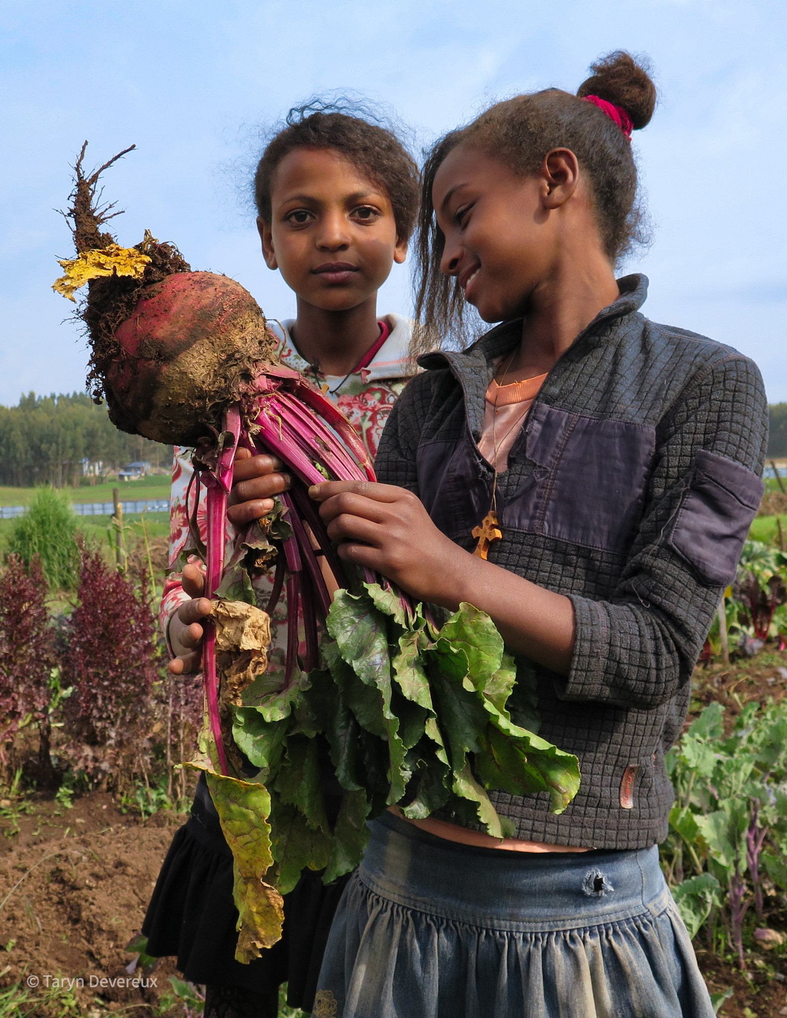 School gardeners, Ethiopia (digital)