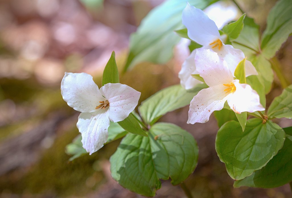 Lindamac_maytrilliums.jpg