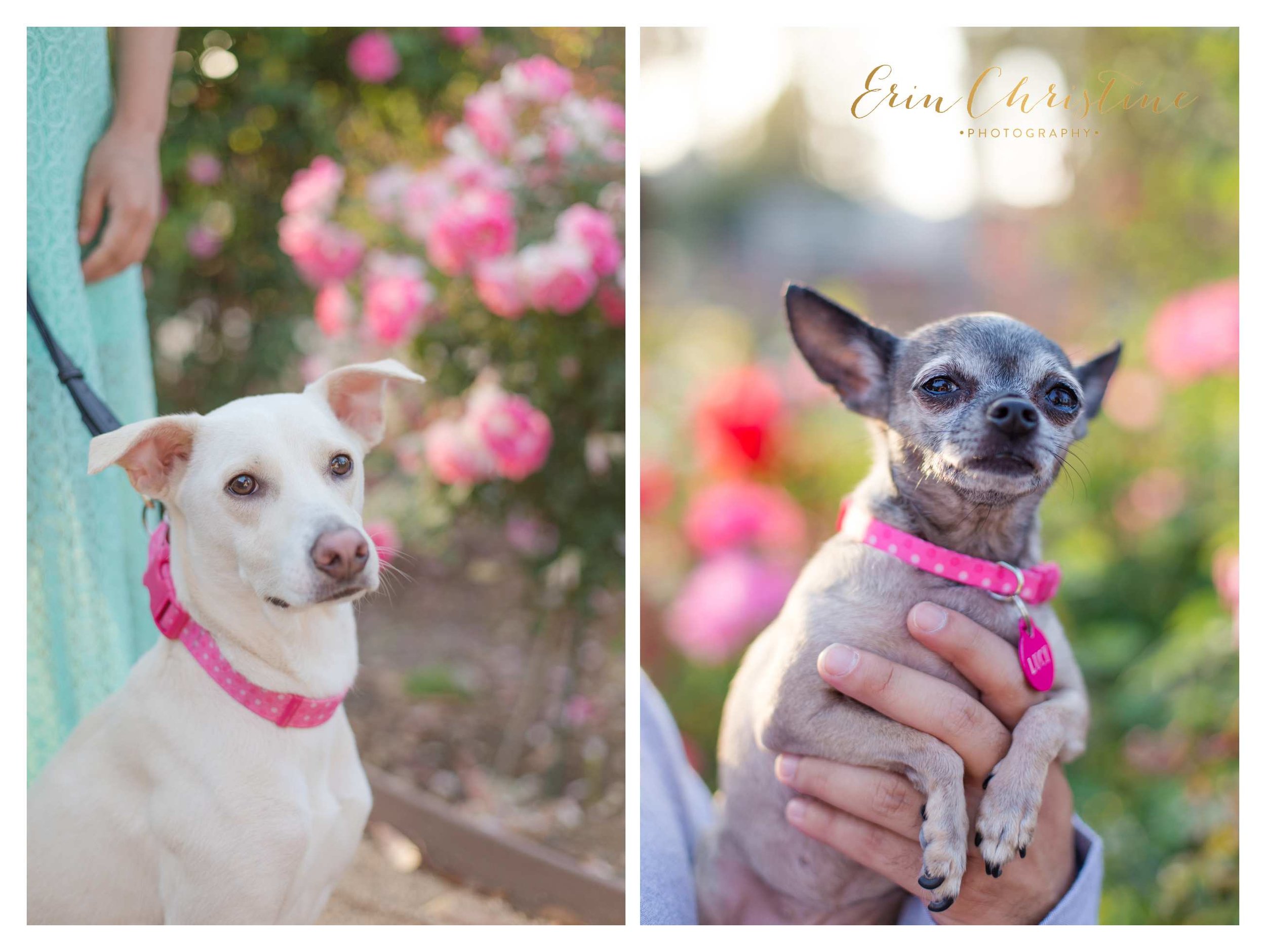 San Diego Maternity Photographer