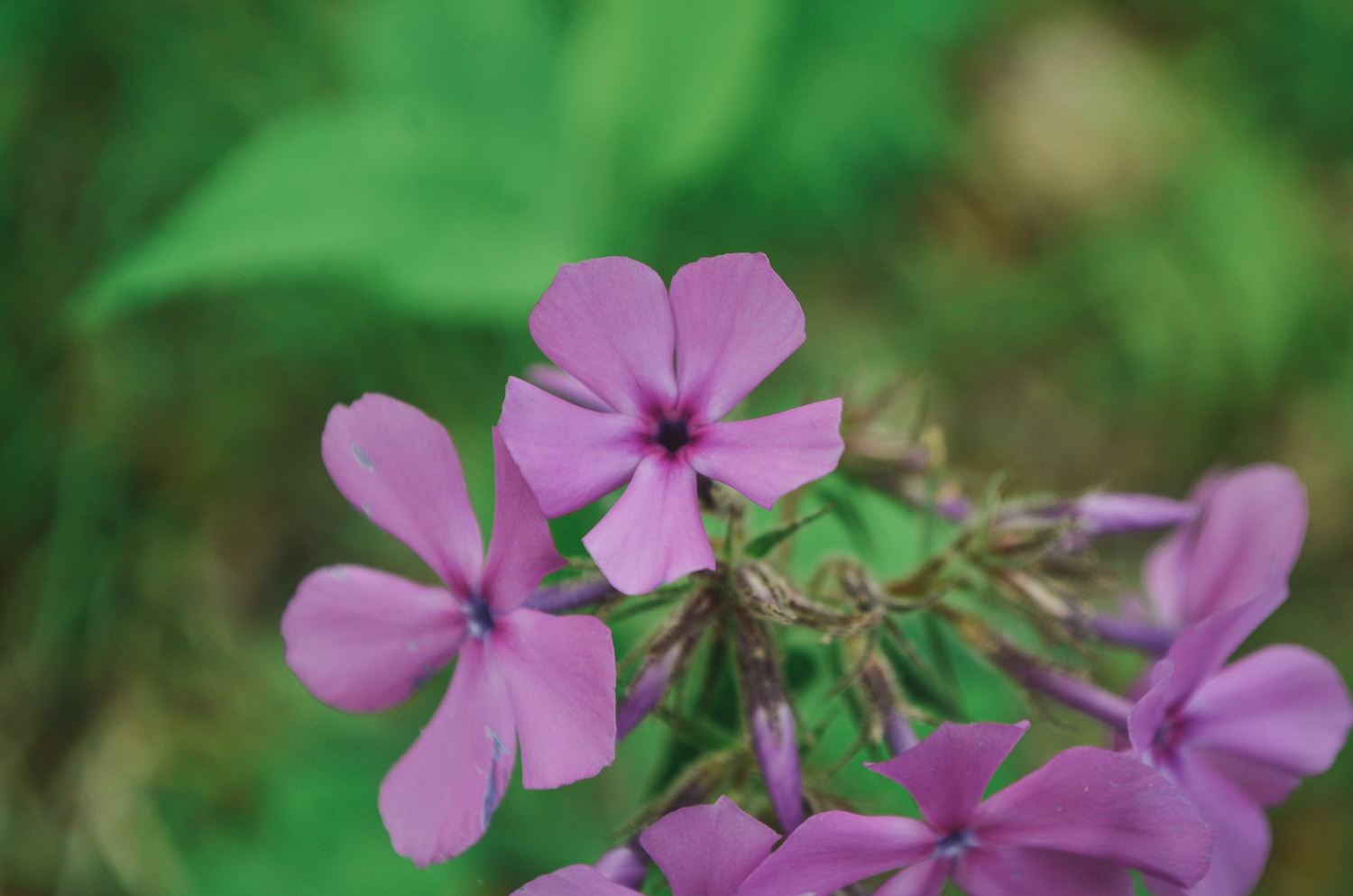 Phlox pilosa - Downy Phlox - Alum Cove, Arkansas