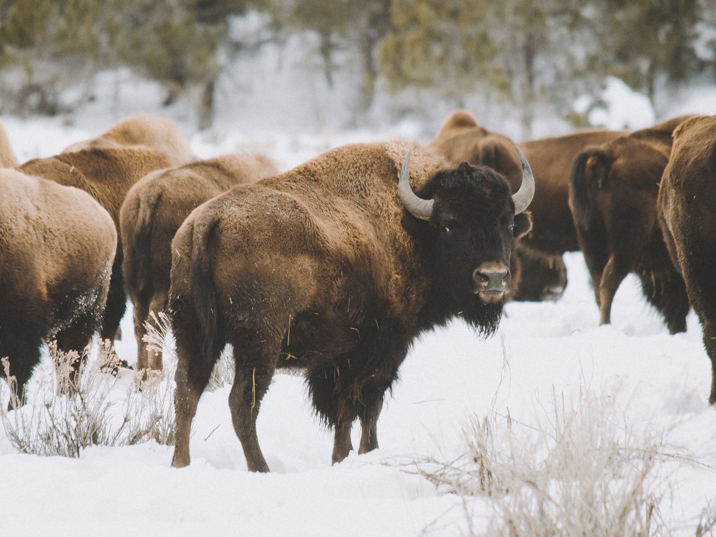 Bison in the Snow, Zion National Park, Utah