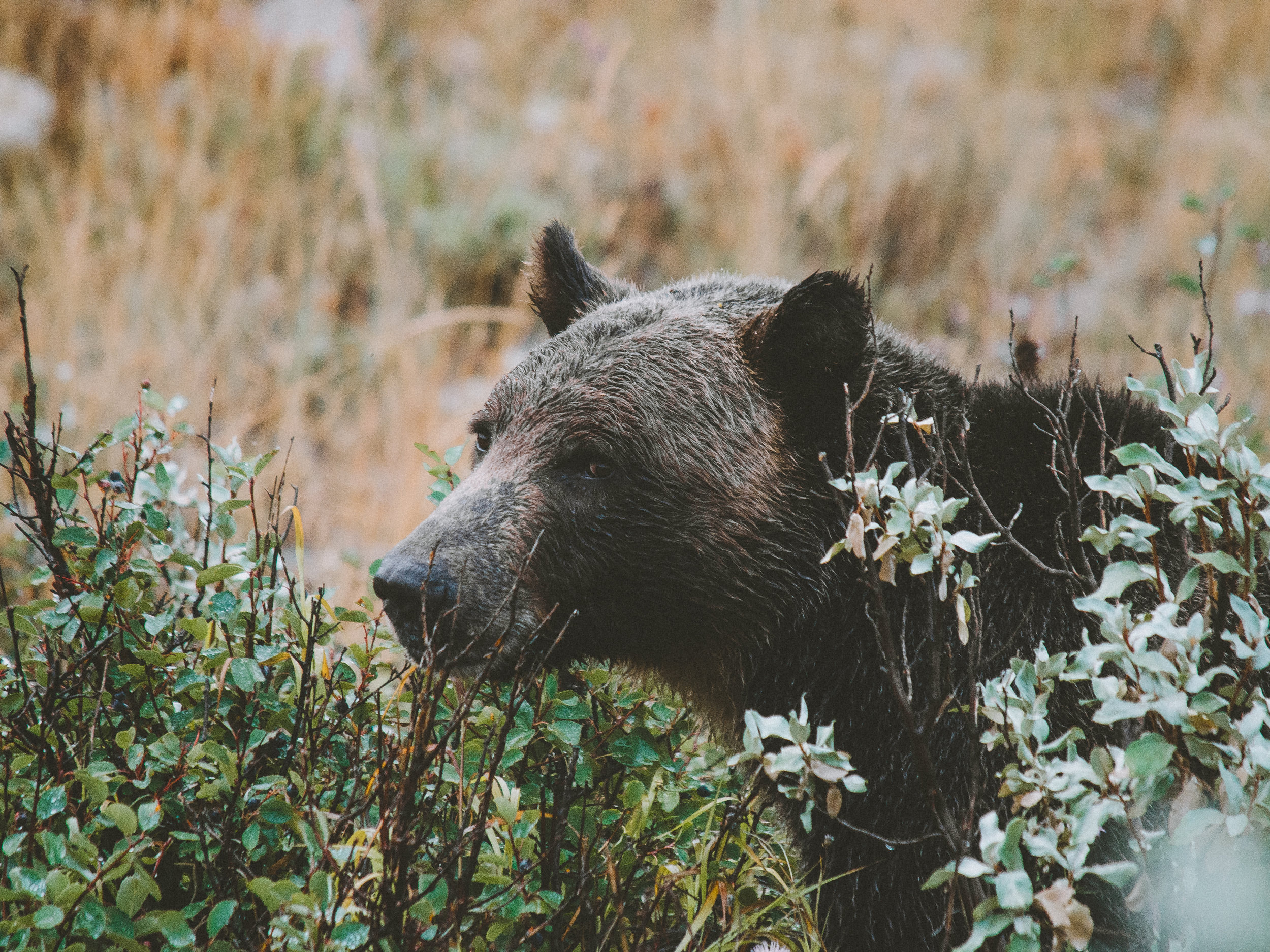 Grizzly Bear, Glacier National Park, Montana