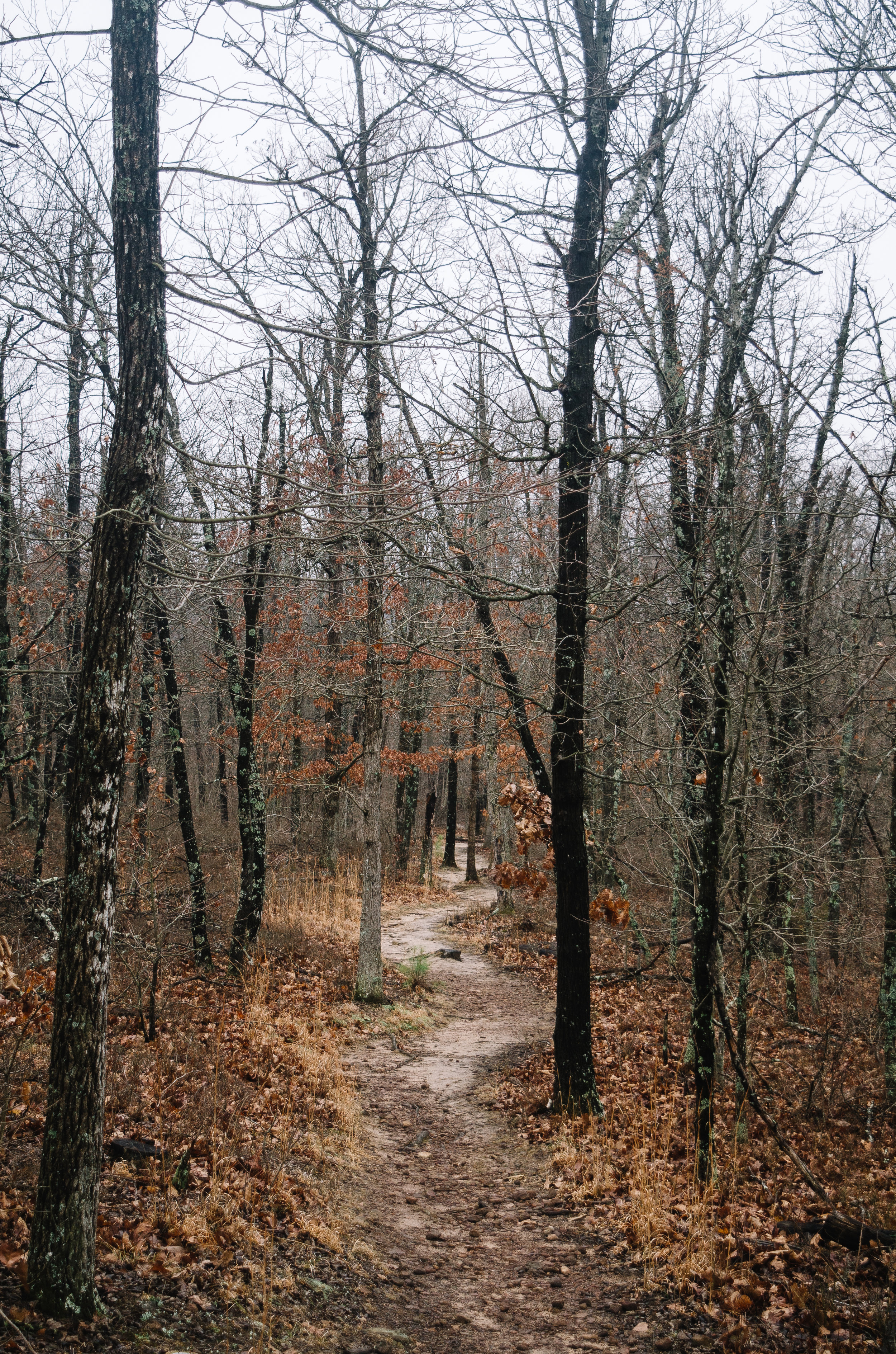 The trail to Hide Out Hollow zig-zags through the forest.