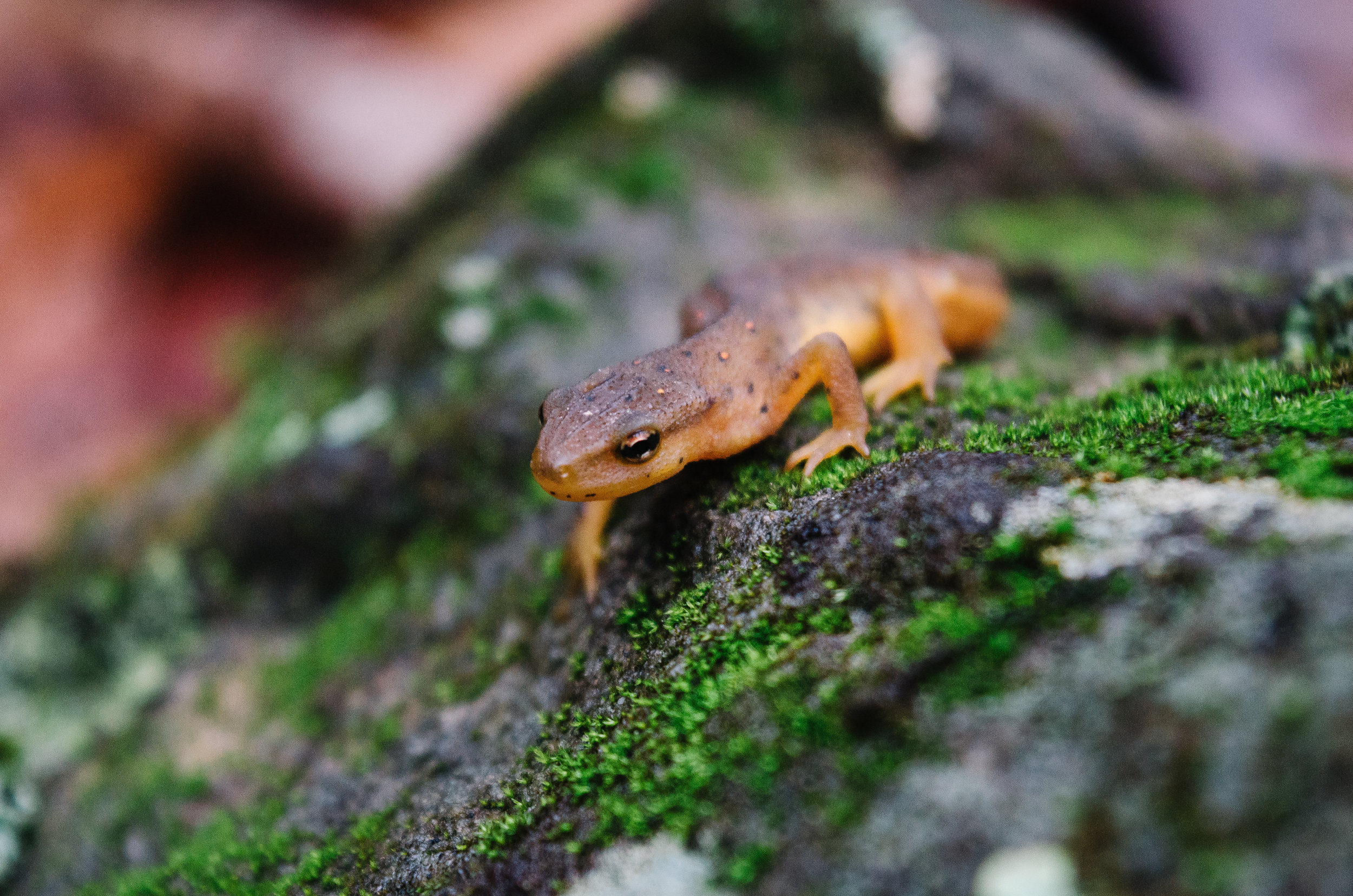 Eastern Red-Spotted Newt under Hide Out Hollow Falls.