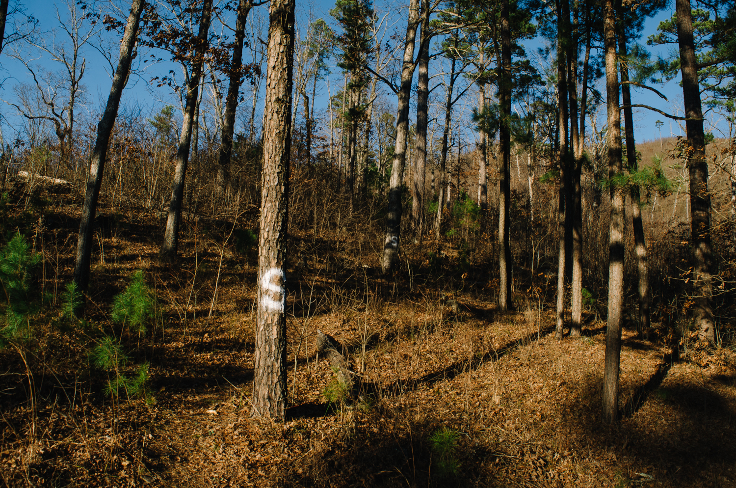 The beginning of the trail from the road.