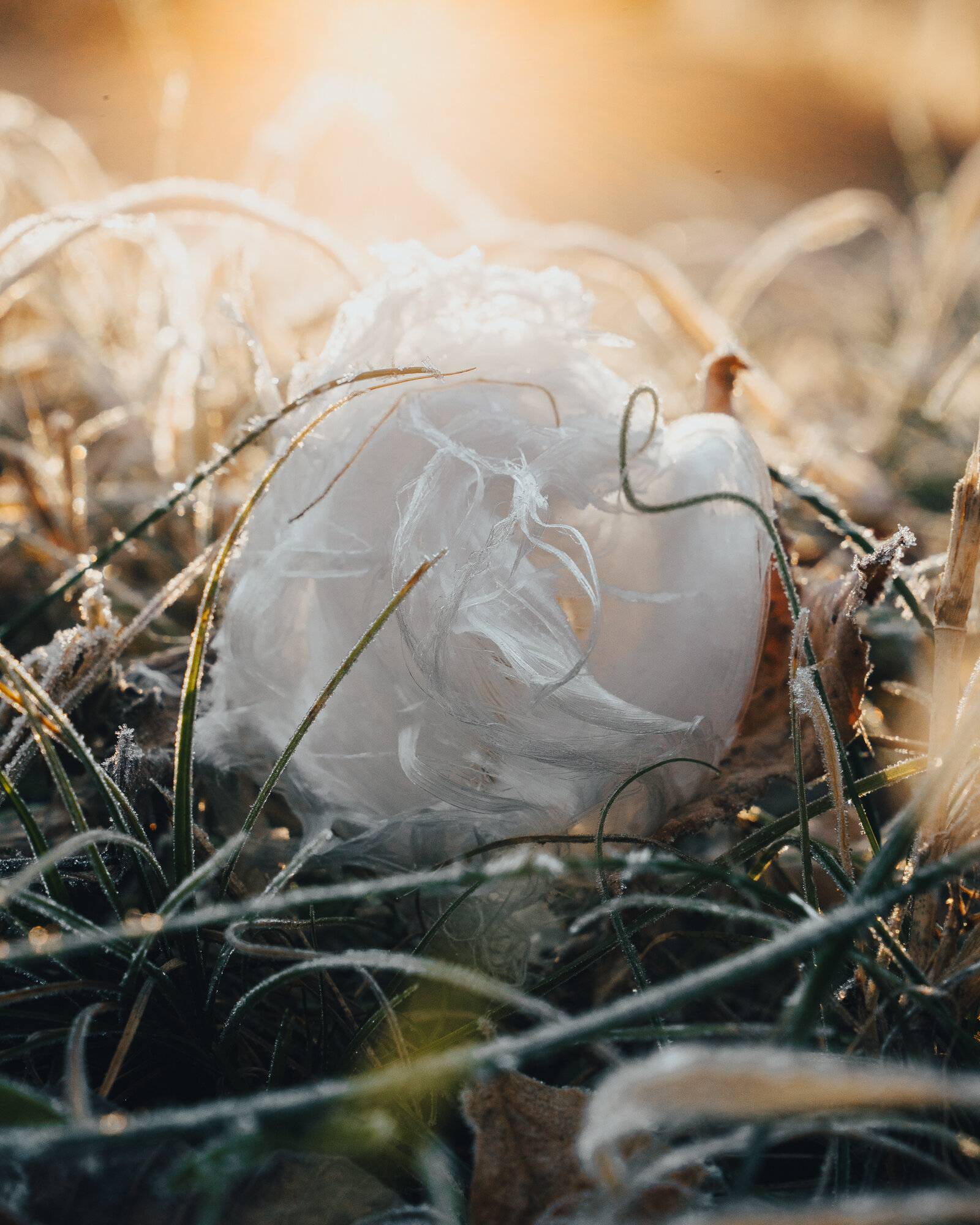 Frost Flower