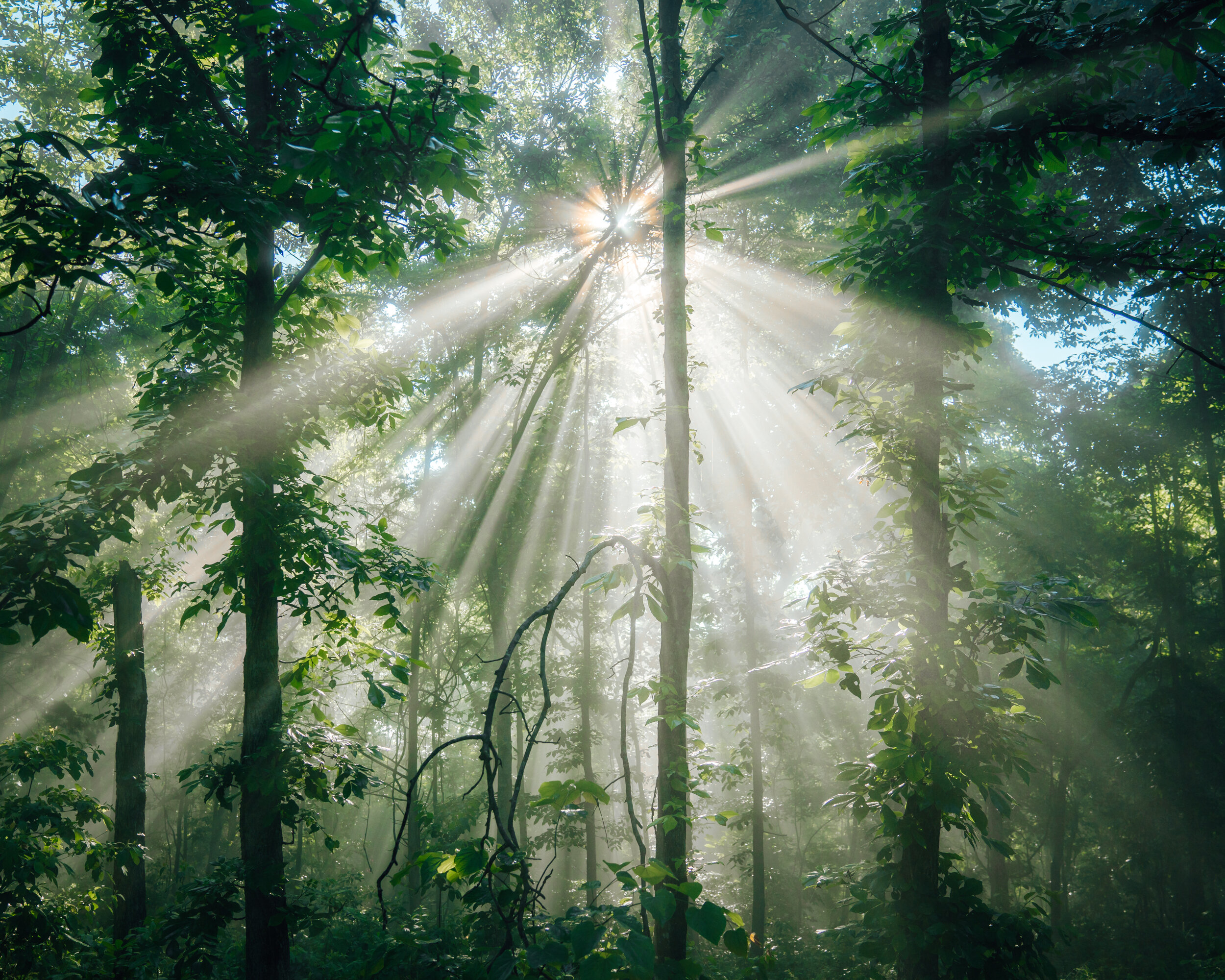 FOREST RAYS