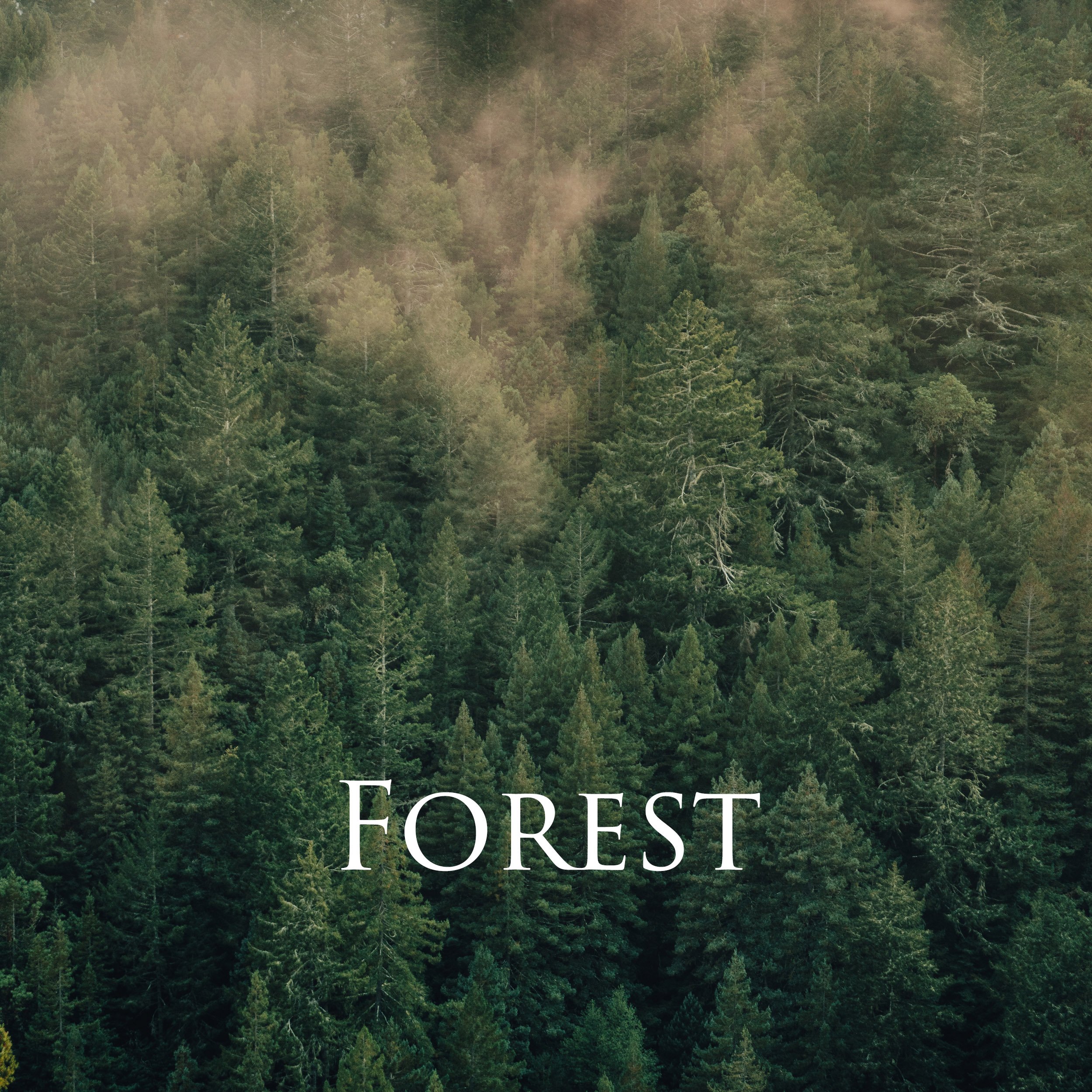 forest222.jpg