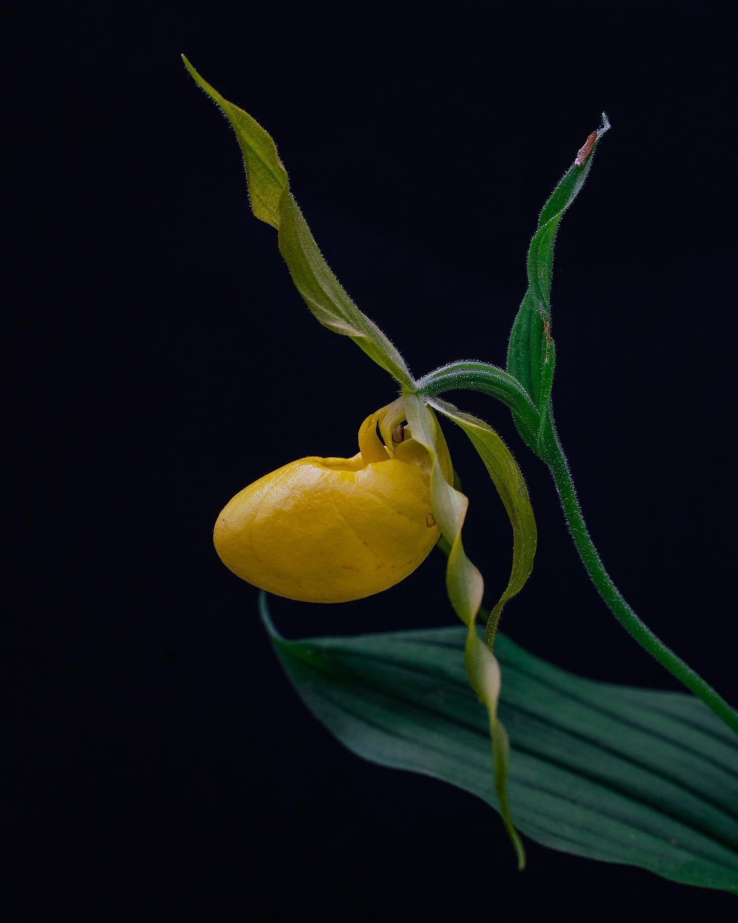 Beautiful evening wandering through the forest with @lifeasmc 🌼 We saw so many wildflowers&hellip;including the elusive Lady Slippers!
.
.
.

#arkansas #arambassadors #outintheozarks #visitarkansas #findingnwa #wildflower #arkansasoutdoors #thenatur