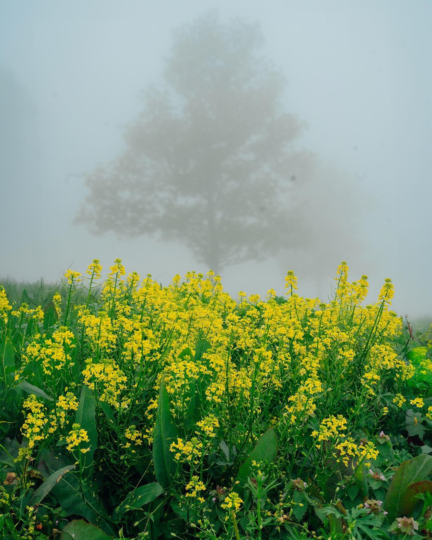 Field mustard in the fog this afternoon and few of my favorite unposted wildflowers from earlier this spring 🌼