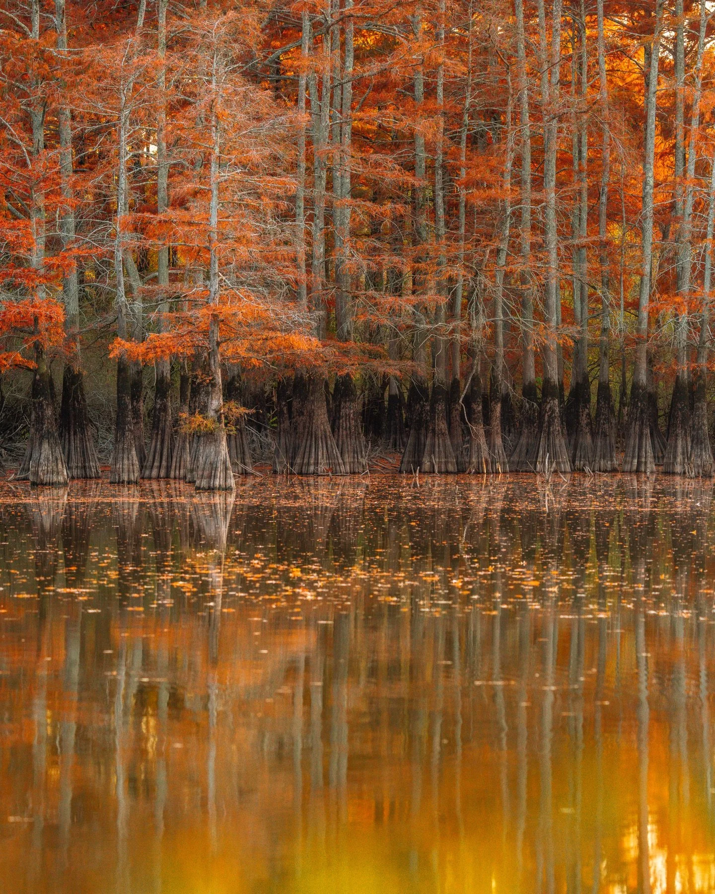 A few scenes from earlier this week of fall color around the Dale Bumpers White River National Wildlife Refuge in the Arkansas Delta Region 🍁 During this trip I also visited the largest tree in Arkansas, a bald cypress estimated to be over 1,000 yea