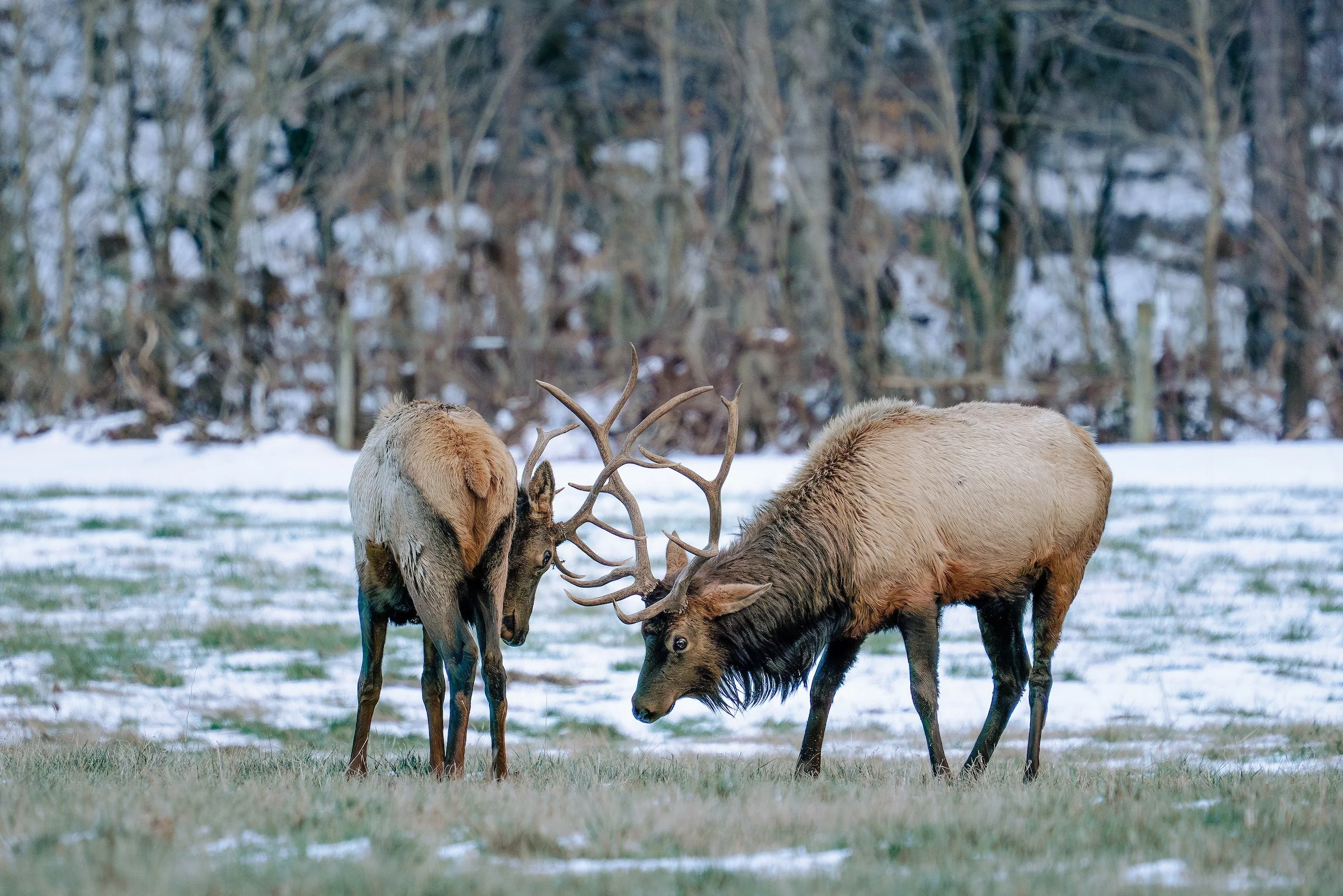 DSC06646 elk snow.jpg