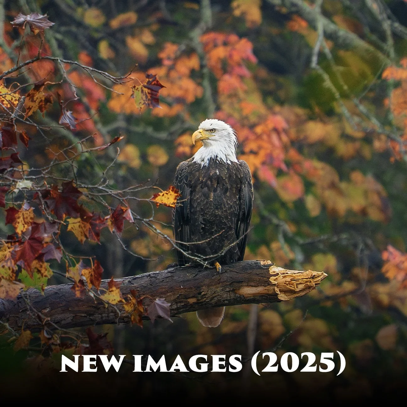 newwww.jpg