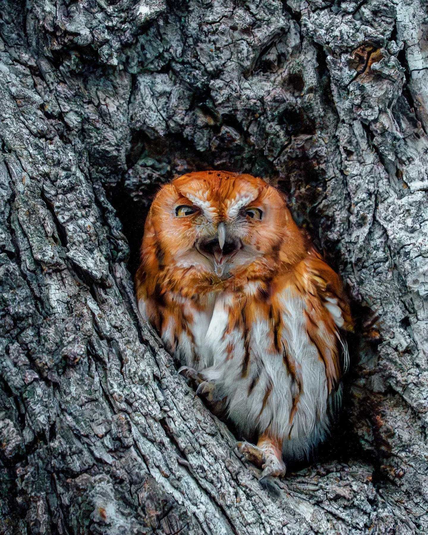 Portrait session with a local Eastern Screech Owl this evening 🦉

Jasper, Arkansas