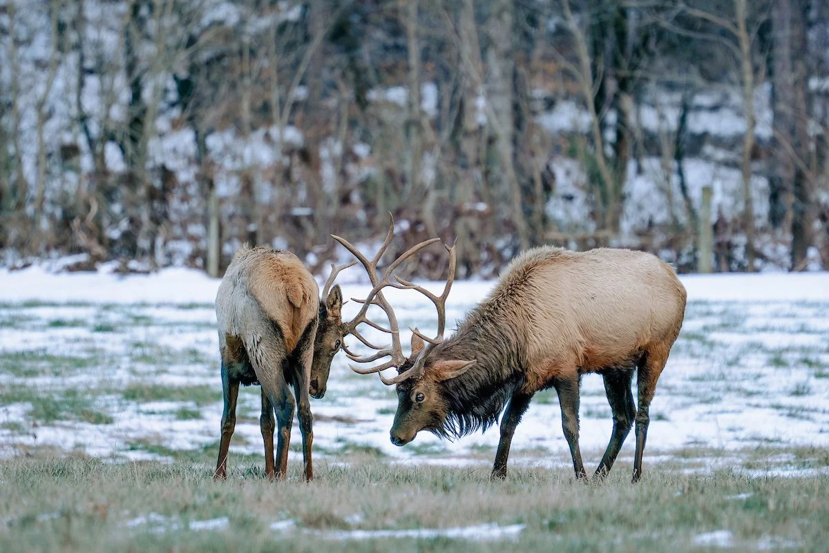 13 Elk in the Snow-2.jpg