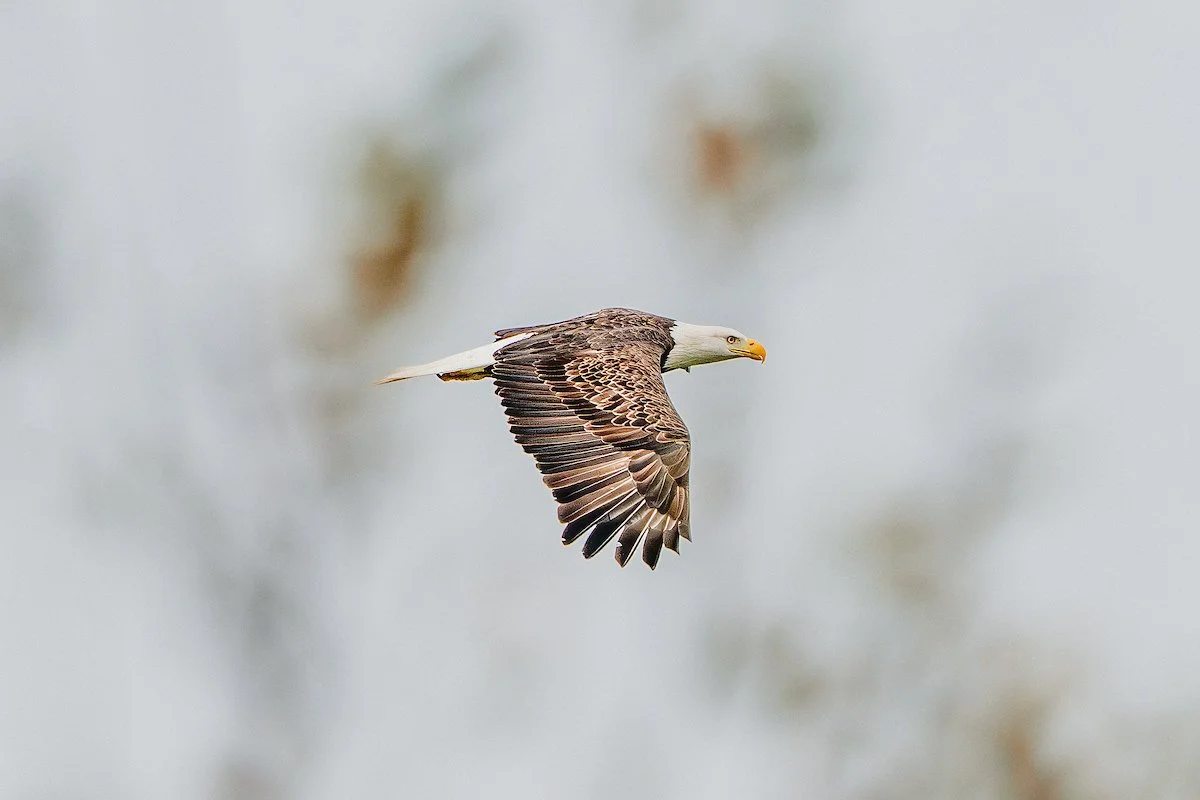 DSC01827-3-EAGLE.jpg