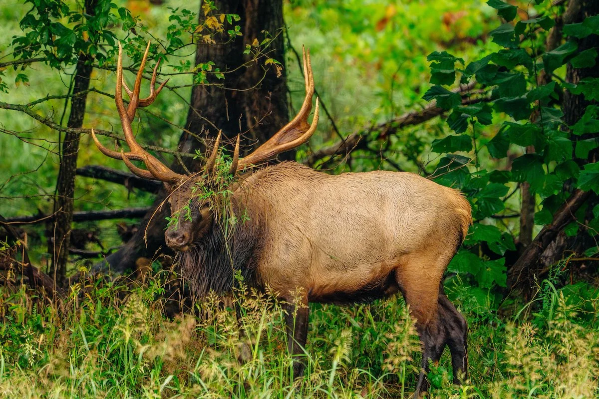 DSC05268-BULL ELK.jpg