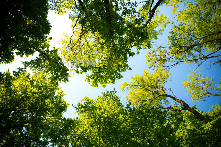 trees.PNG