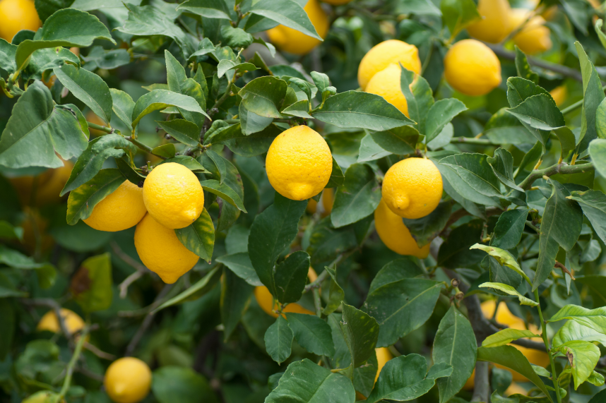 lemon tree.PNG