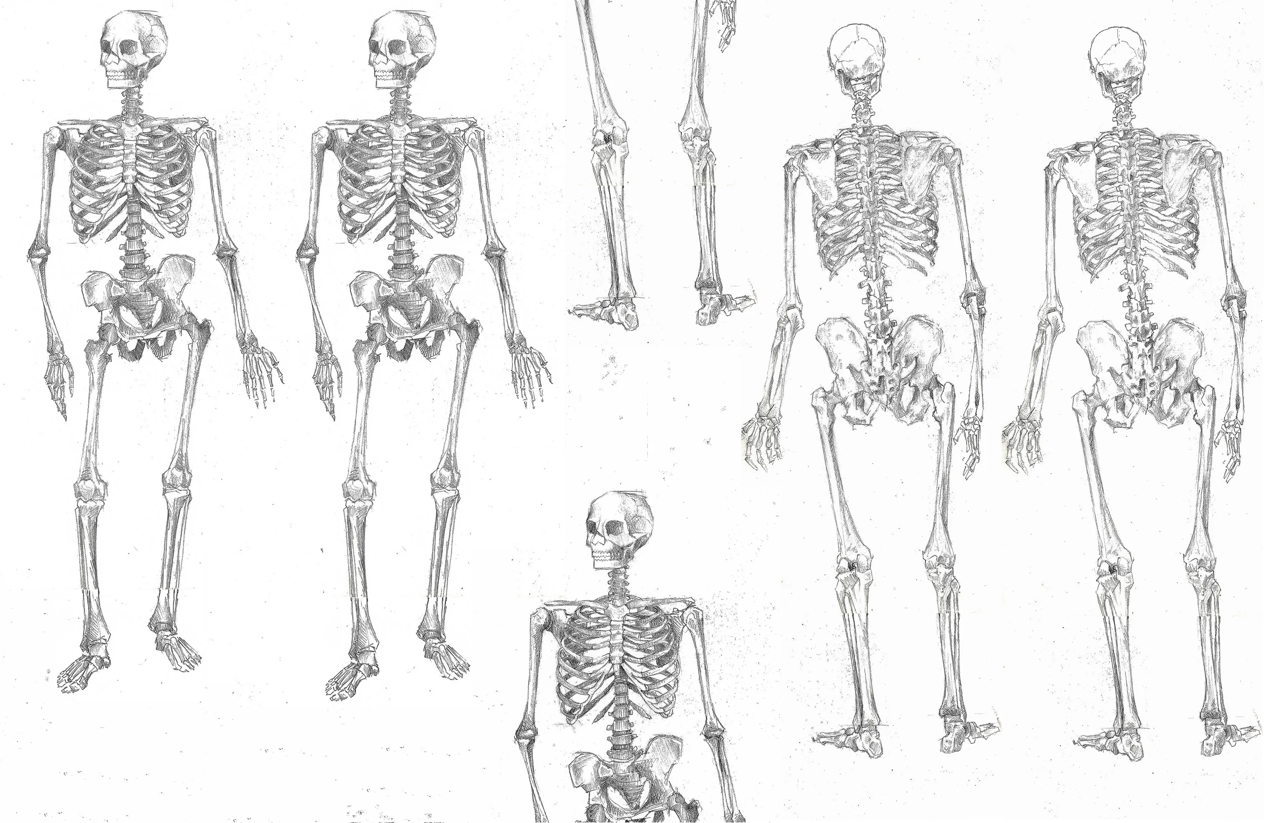 skeleton layers11x17.jpg