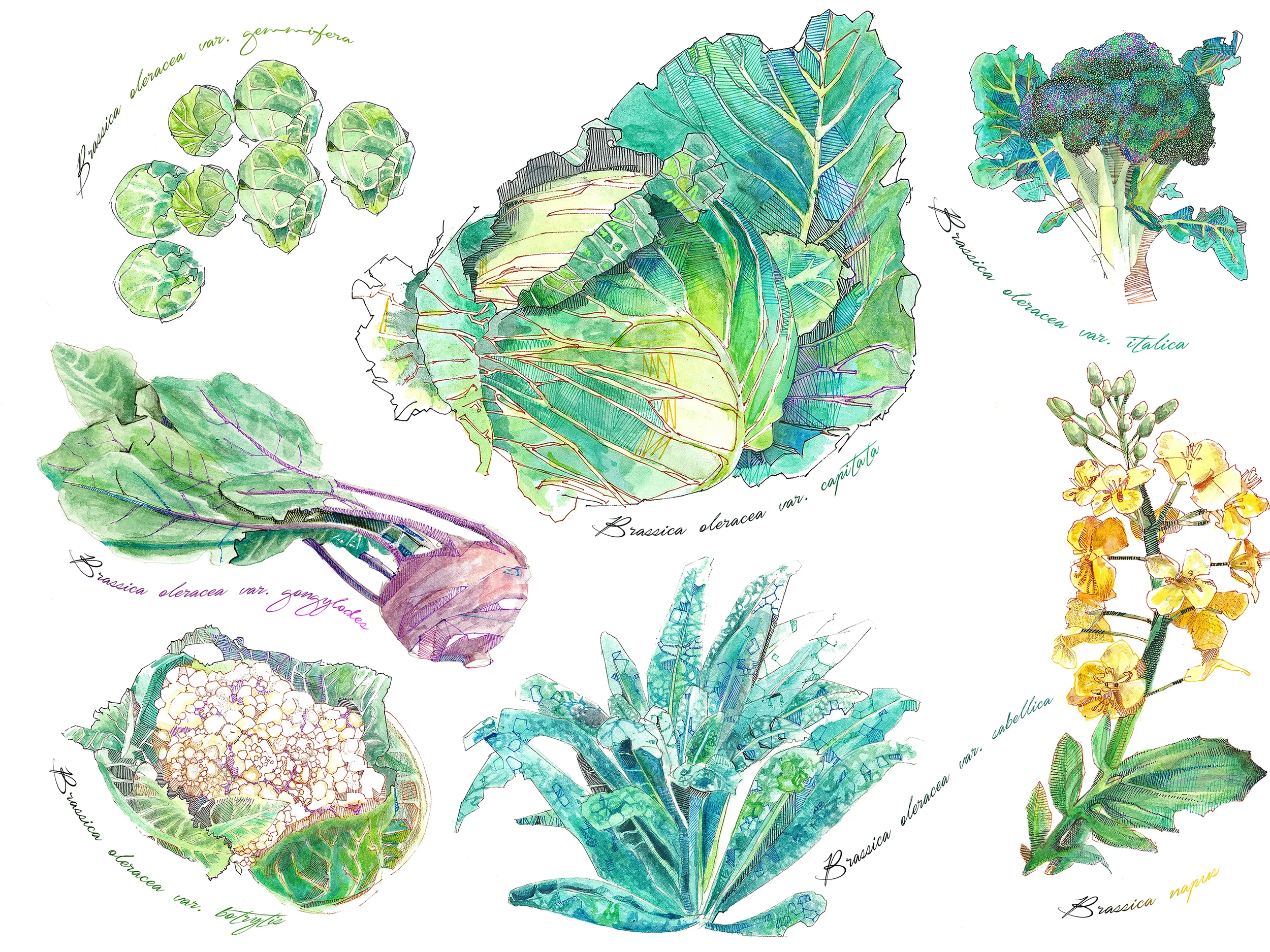 brassica with labelss 18x24.jpg