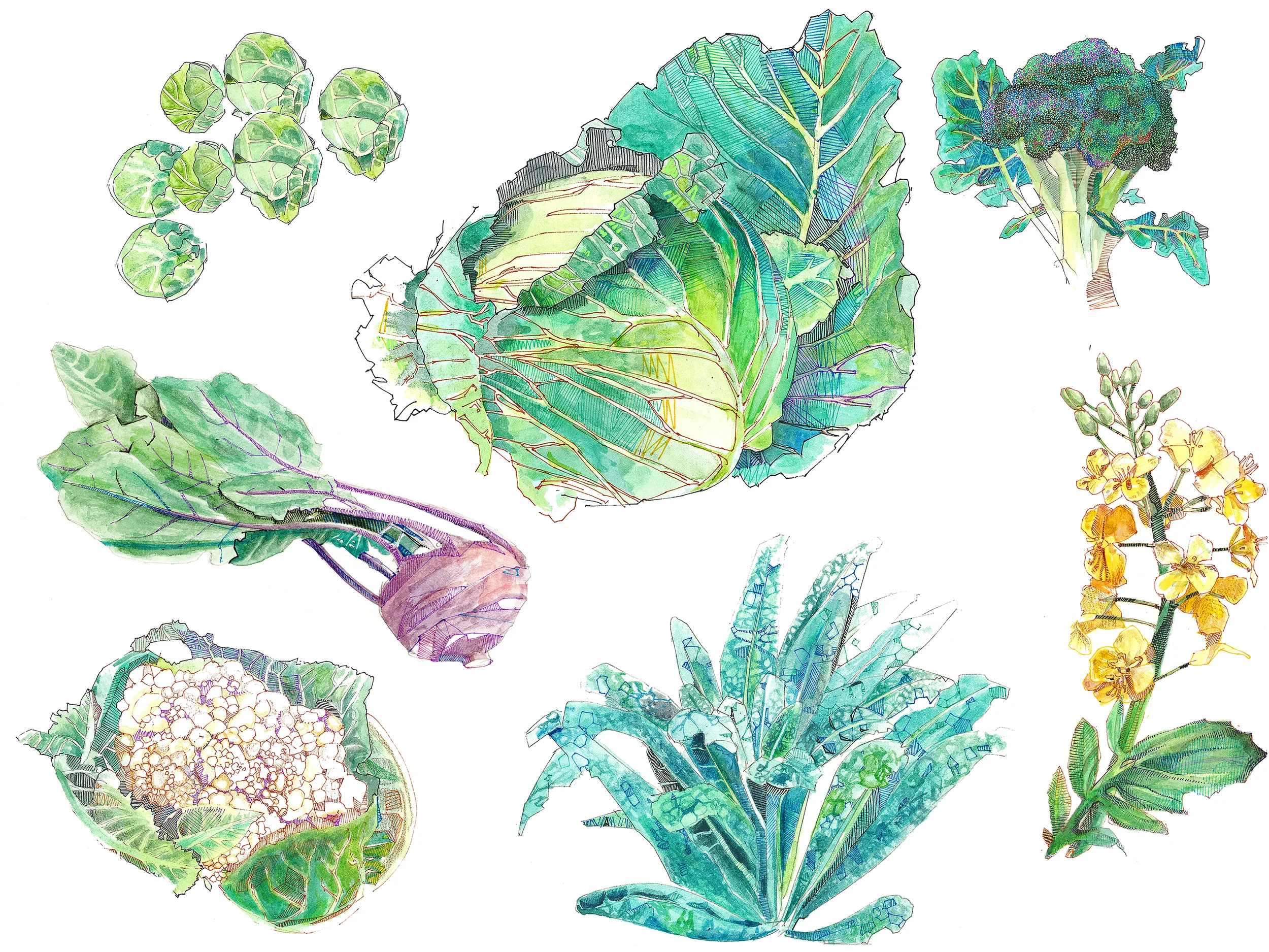brassica without labels.jpg
