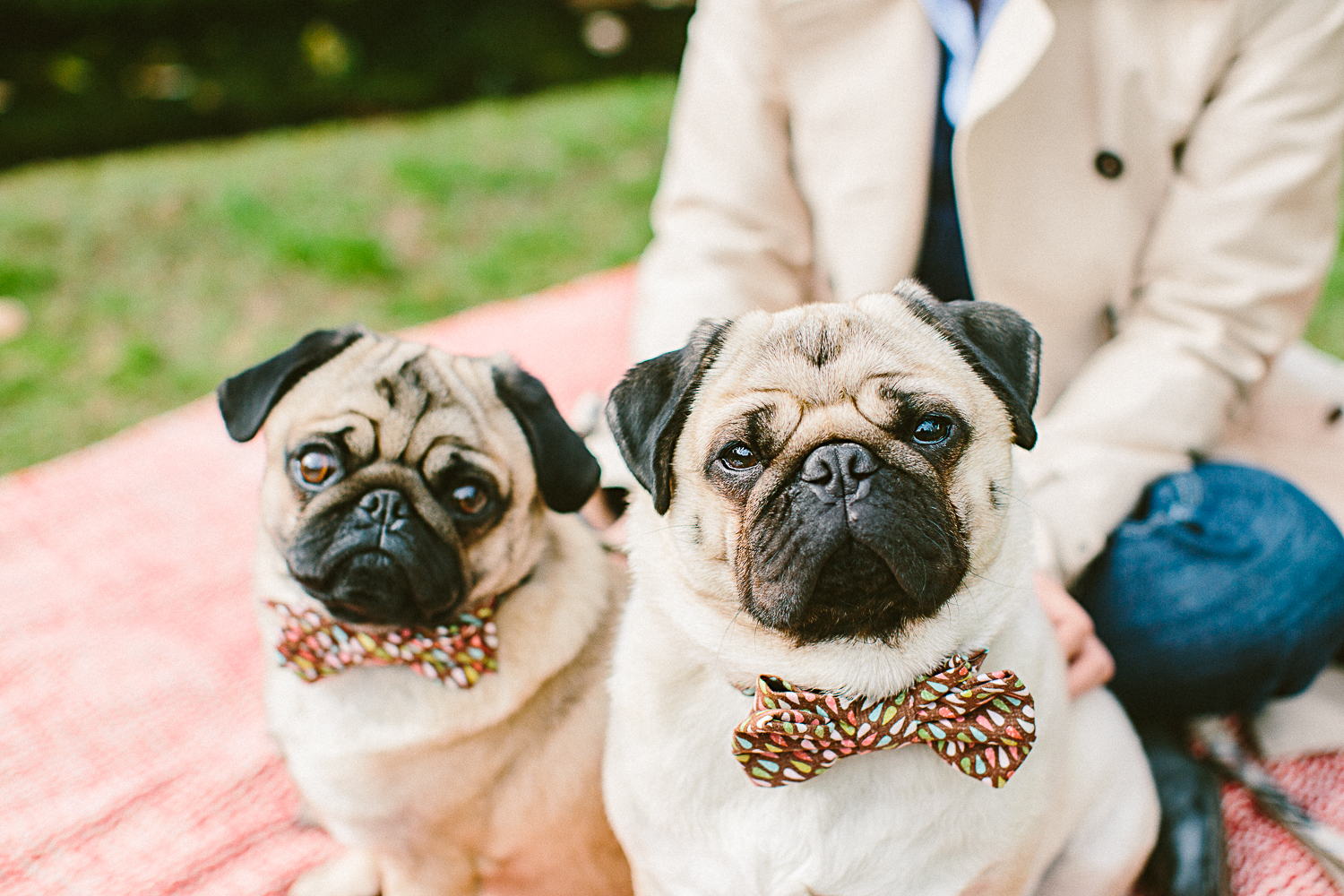 twoguineapigs_pet_photography_oh_jaffa_picnic_pugs_1500-2.jpg