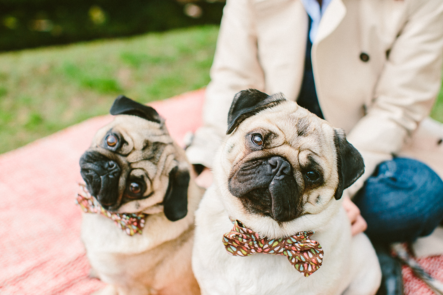 twoguineapigs_pet_photography_oh_jaffa_picnic_pugs_1500-3.jpg