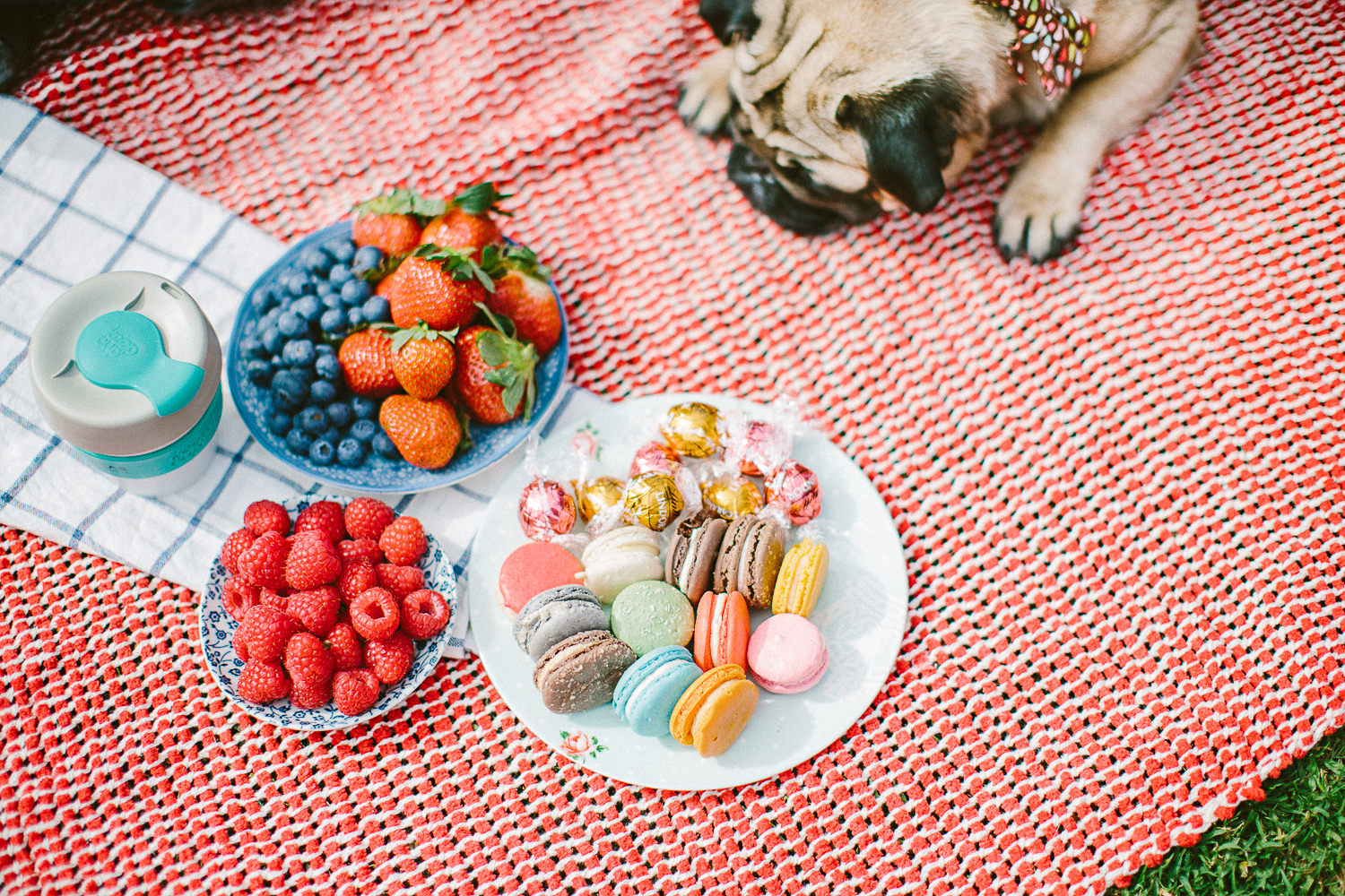 twoguineapigs_pet_photography_oh_jaffa_picnic_pugs_1500-5.jpg