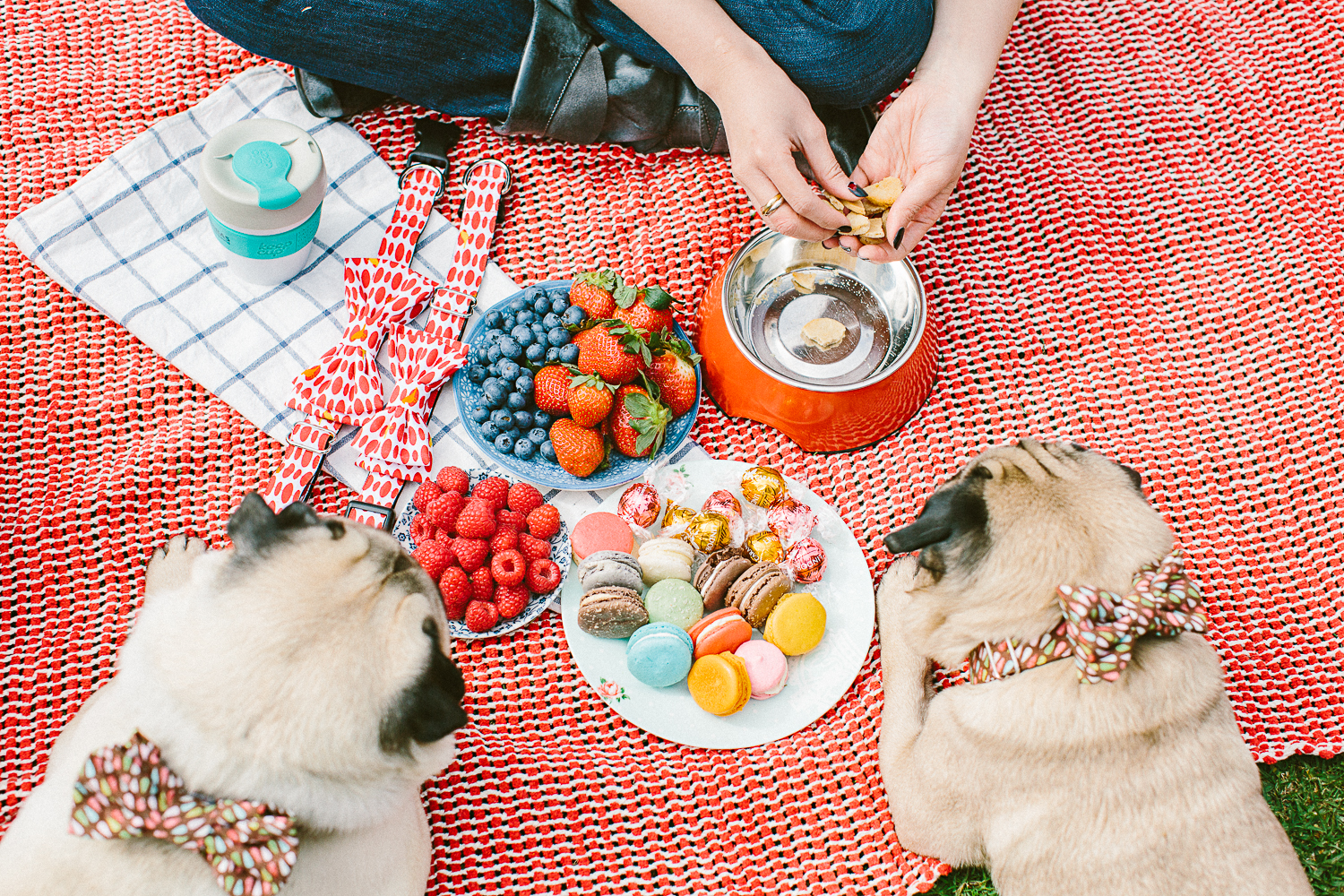 twoguineapigs_pet_photography_oh_jaffa_picnic_pugs_1500-14.jpg