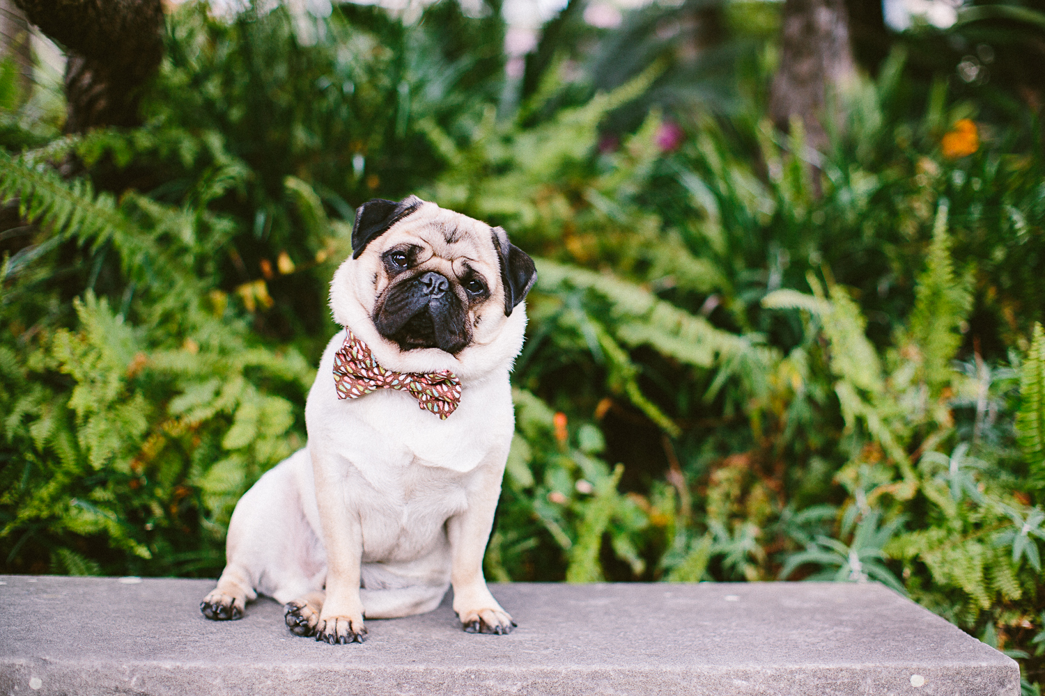 twoguineapigs_pet_photography_oh_jaffa_picnic_pugs_1500-18.jpg