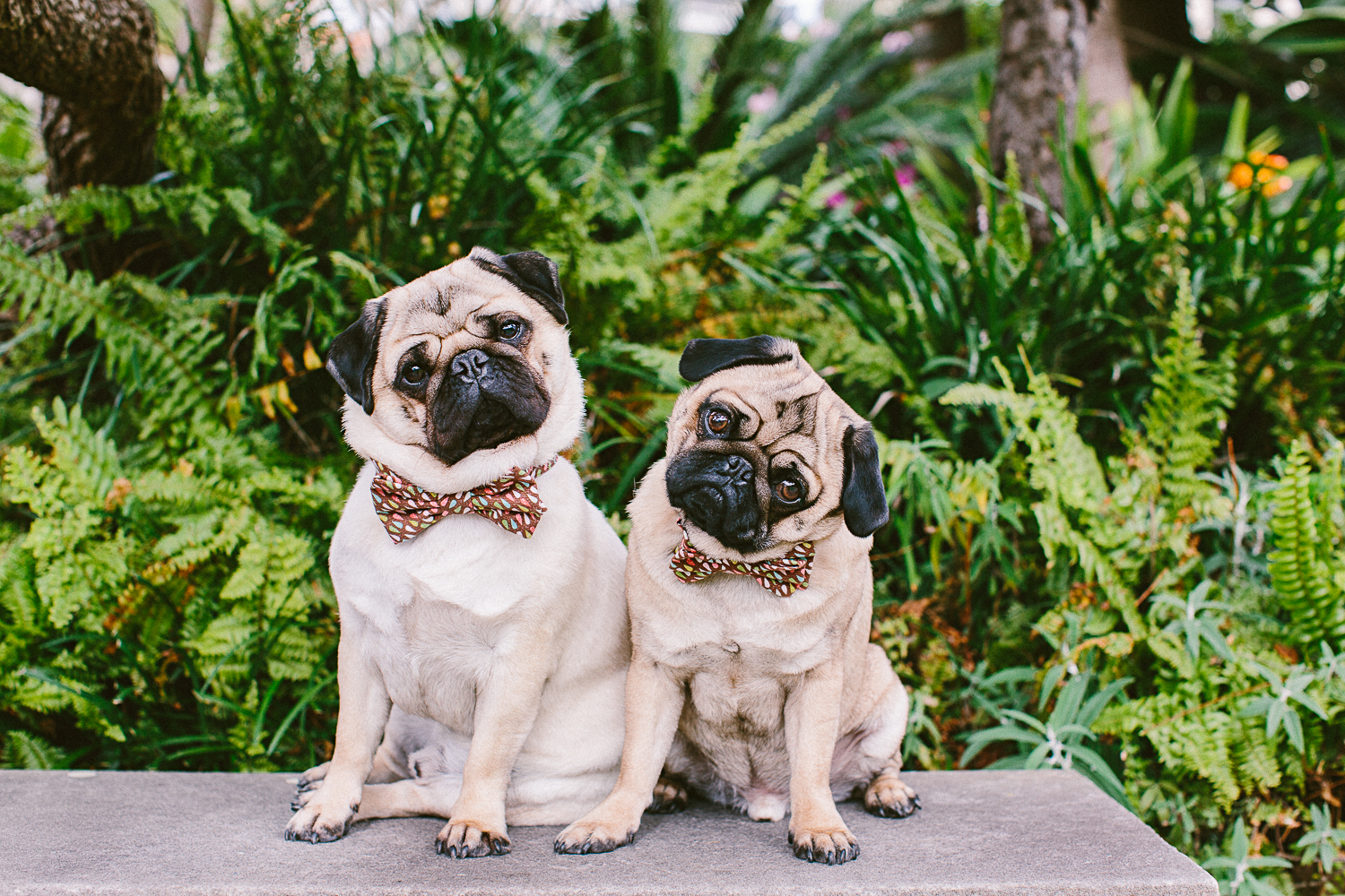 twoguineapigs_pet_photography_oh_jaffa_picnic_pugs_1500-19.jpg