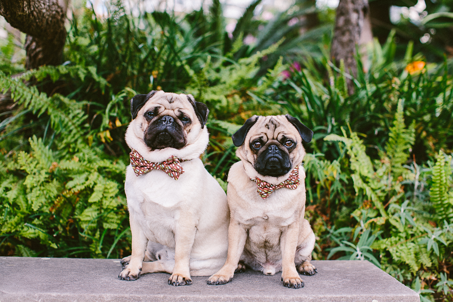 twoguineapigs_pet_photography_oh_jaffa_picnic_pugs_1500-21.jpg