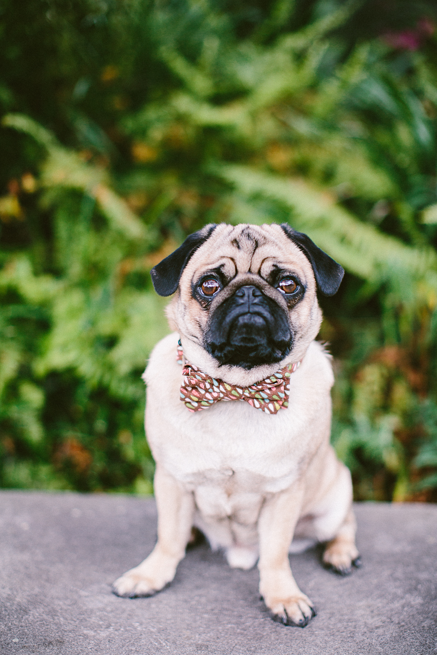 twoguineapigs_pet_photography_oh_jaffa_picnic_pugs_1500-22.jpg