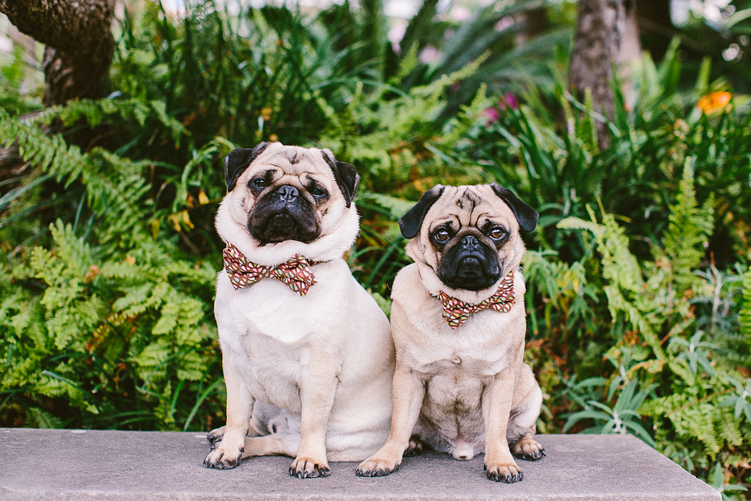 Jaffa (right) with his best mate Rodger.