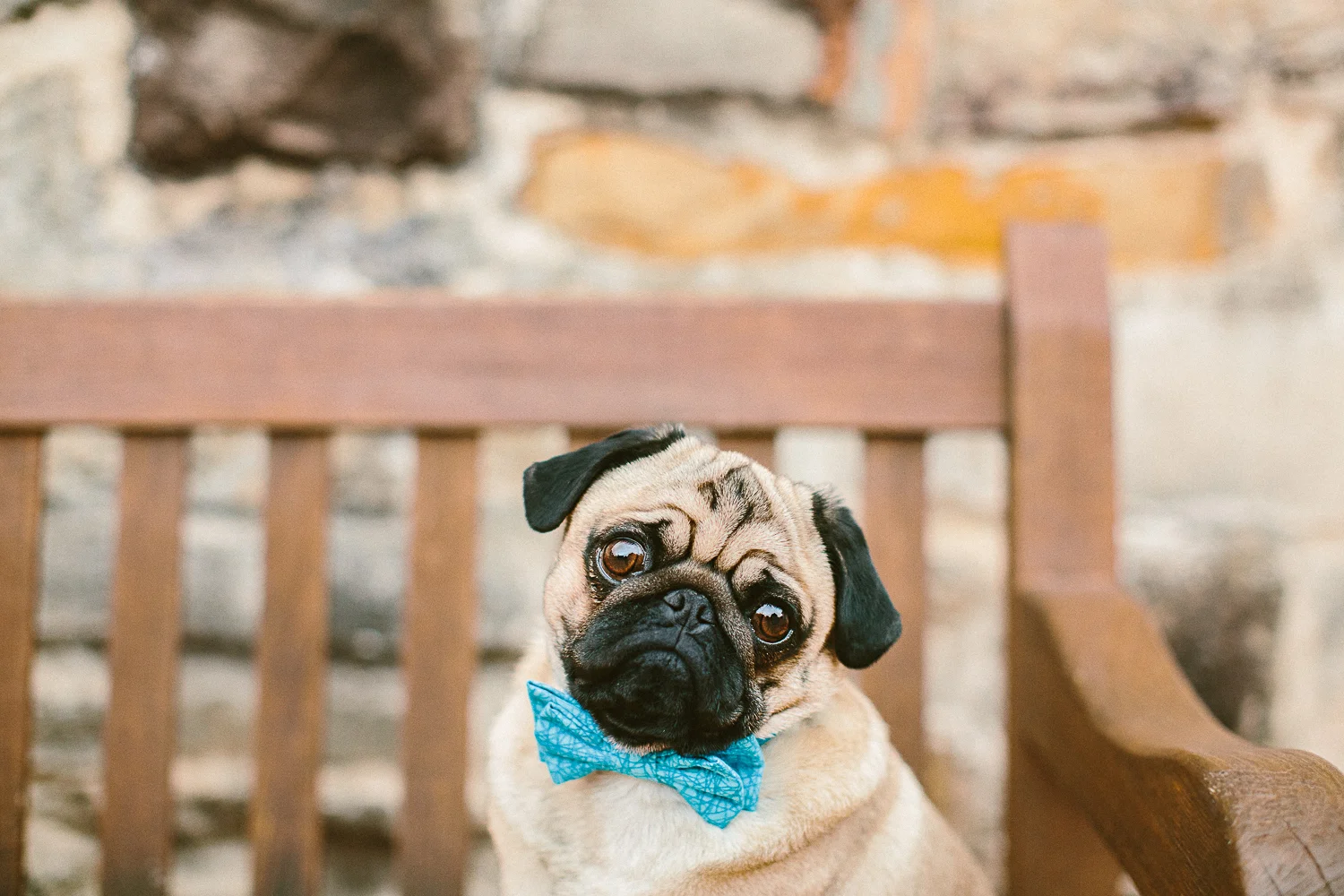 oh-jaffa-bow-ties-dog-collars-blue-sticks